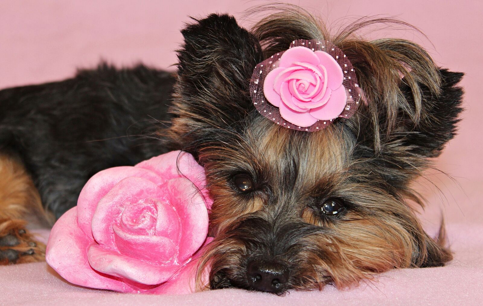 Canon EOS 600D (Rebel EOS T3i / EOS Kiss X5) sample photo. Yorkshire terrier, dog, pretty photography