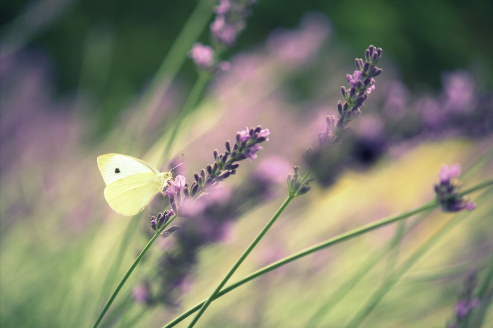 Canon EOS 60D + Canon EF-S 55-250mm F4-5.6 IS sample photo. Butterfly, lavender, summer photography