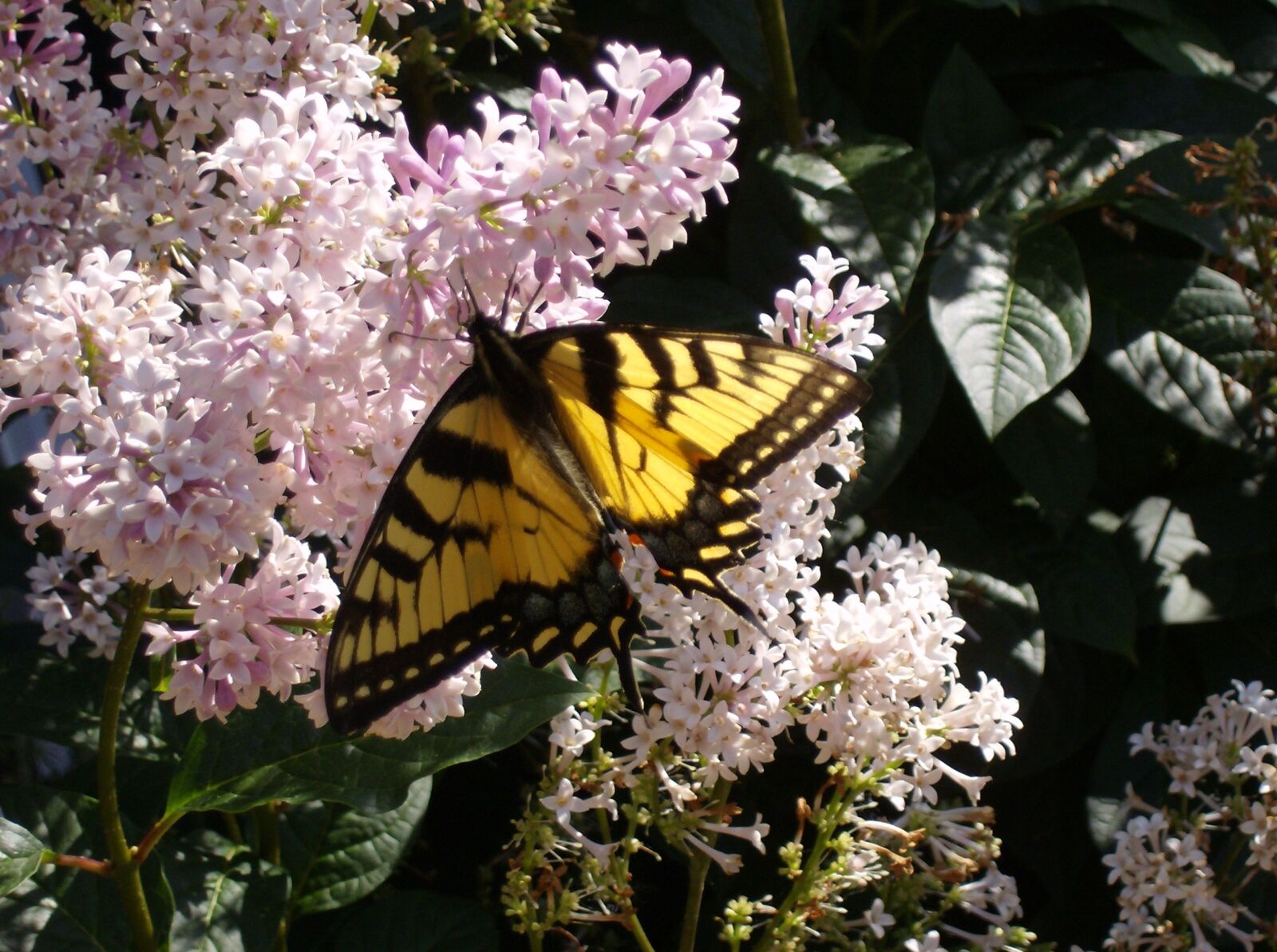 HP Photosmart M425 sample photo. Butterfly close up, lilac photography