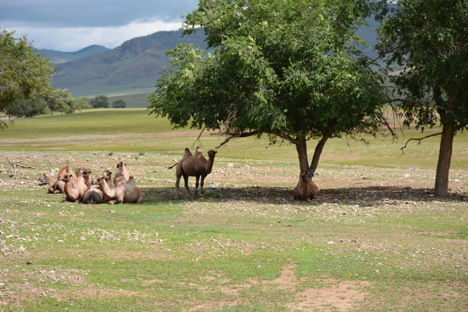 Nikon D7100 sample photo. Camels, gobi, mongolia photography