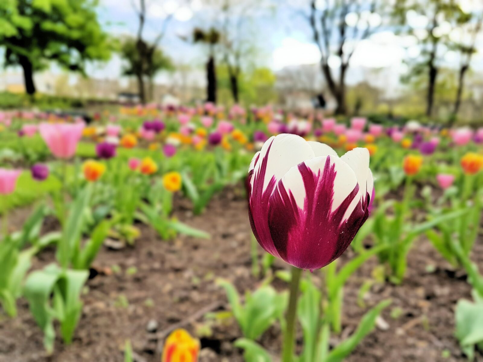 Samsung Galaxy S7 Edge sample photo. Flower, tulip, spring photography
