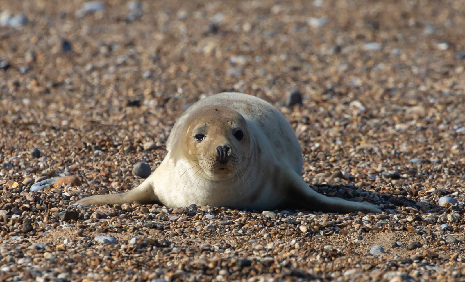 Canon EOS 5D Mark III sample photo. Seal pup, seal, beach photography