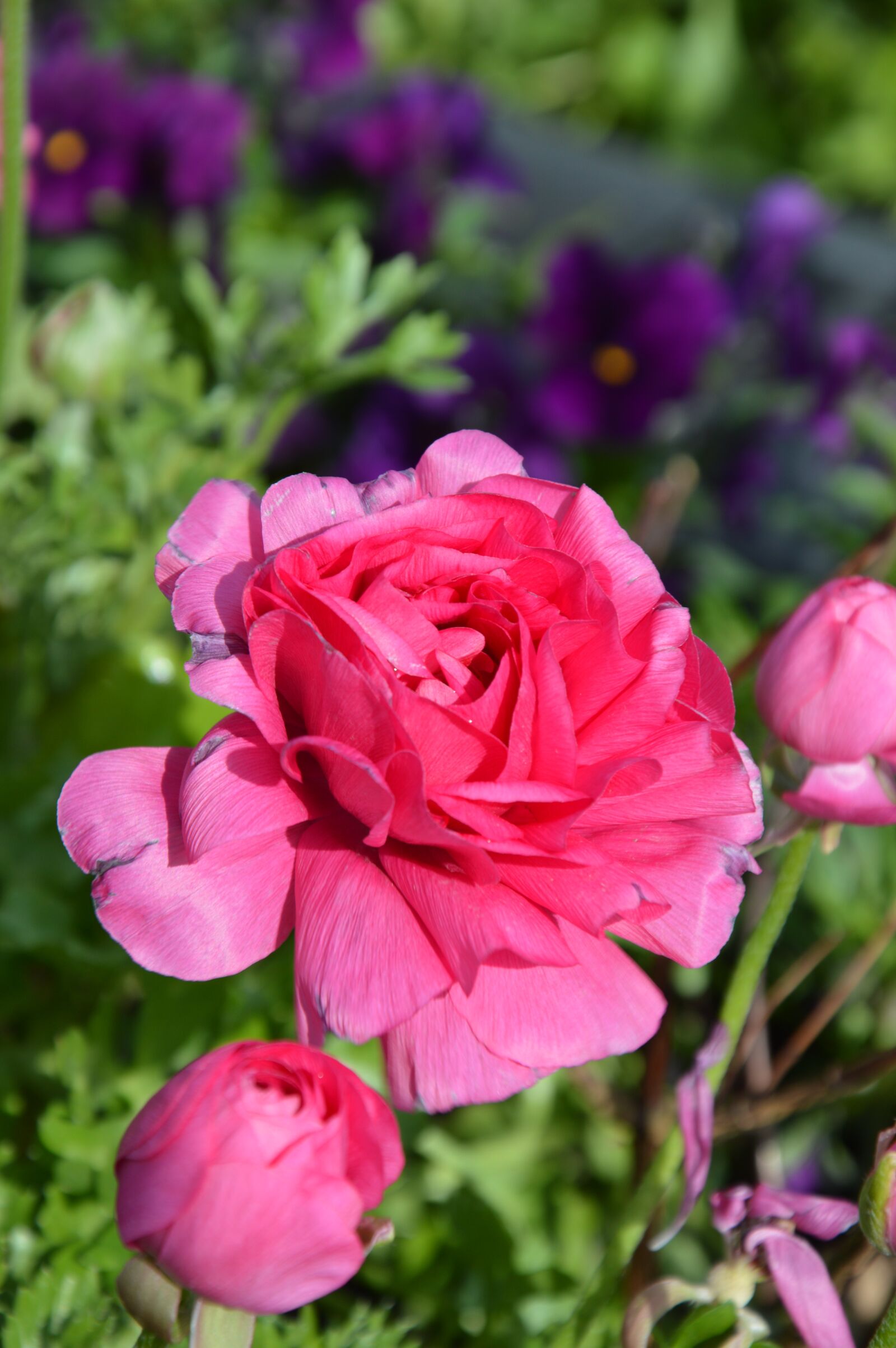 Nikon D3200 sample photo. Pink flower, blossom, bloom photography
