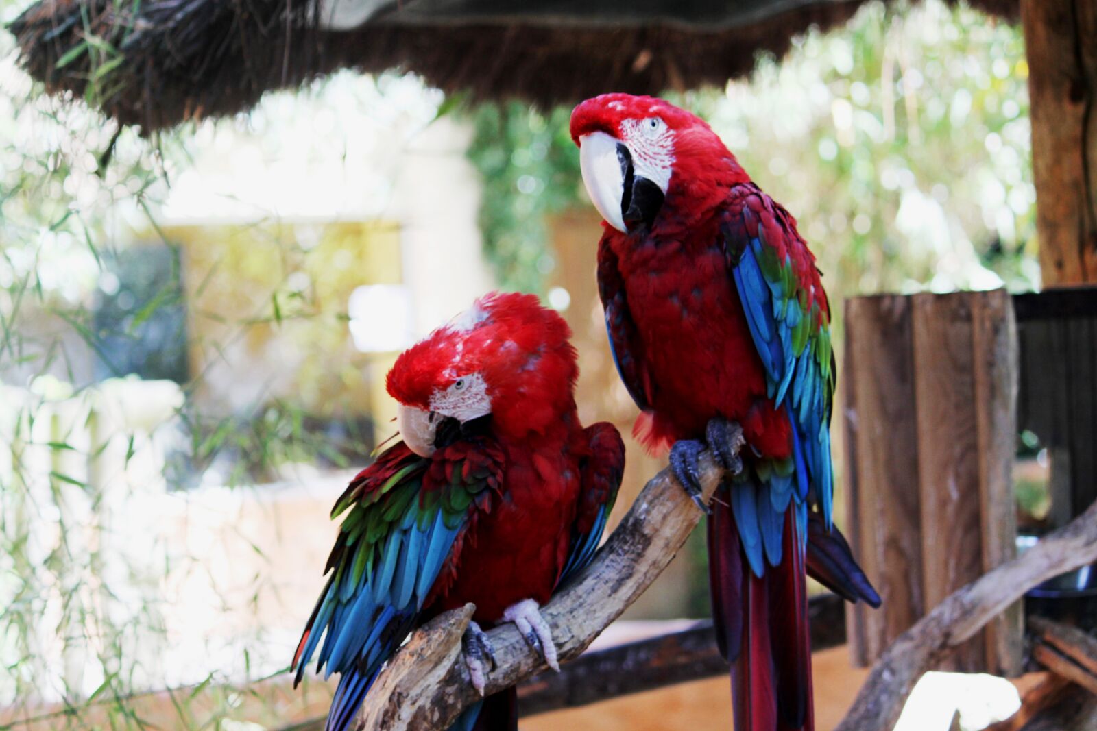 Canon EOS 50D sample photo. Bird, parrot, pen photography