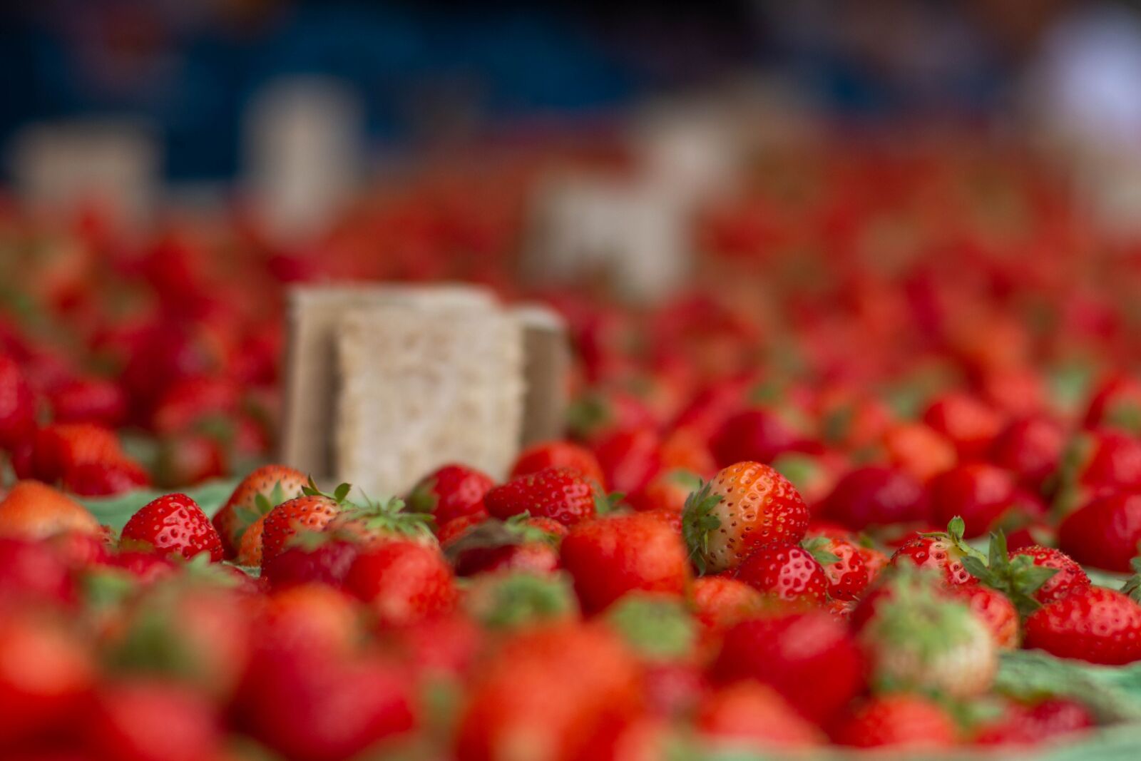 Nikon D7200 sample photo. Fruit, market, nature photography