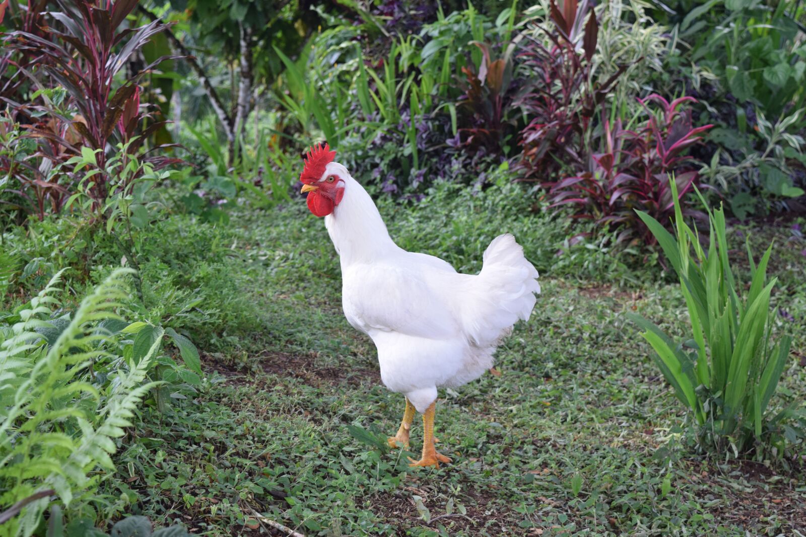 Nikon D5300 sample photo. Chicken, hen, jungle photography