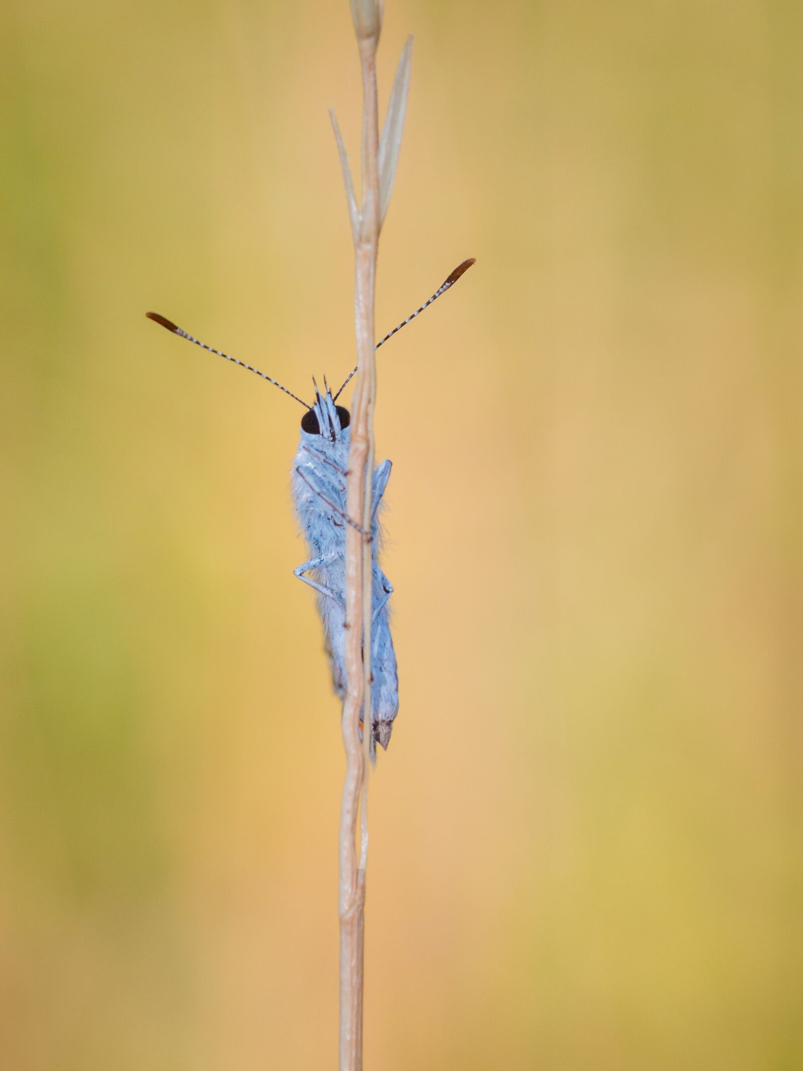 Canon EOS 70D sample photo. Butterfly, insect, macro photography