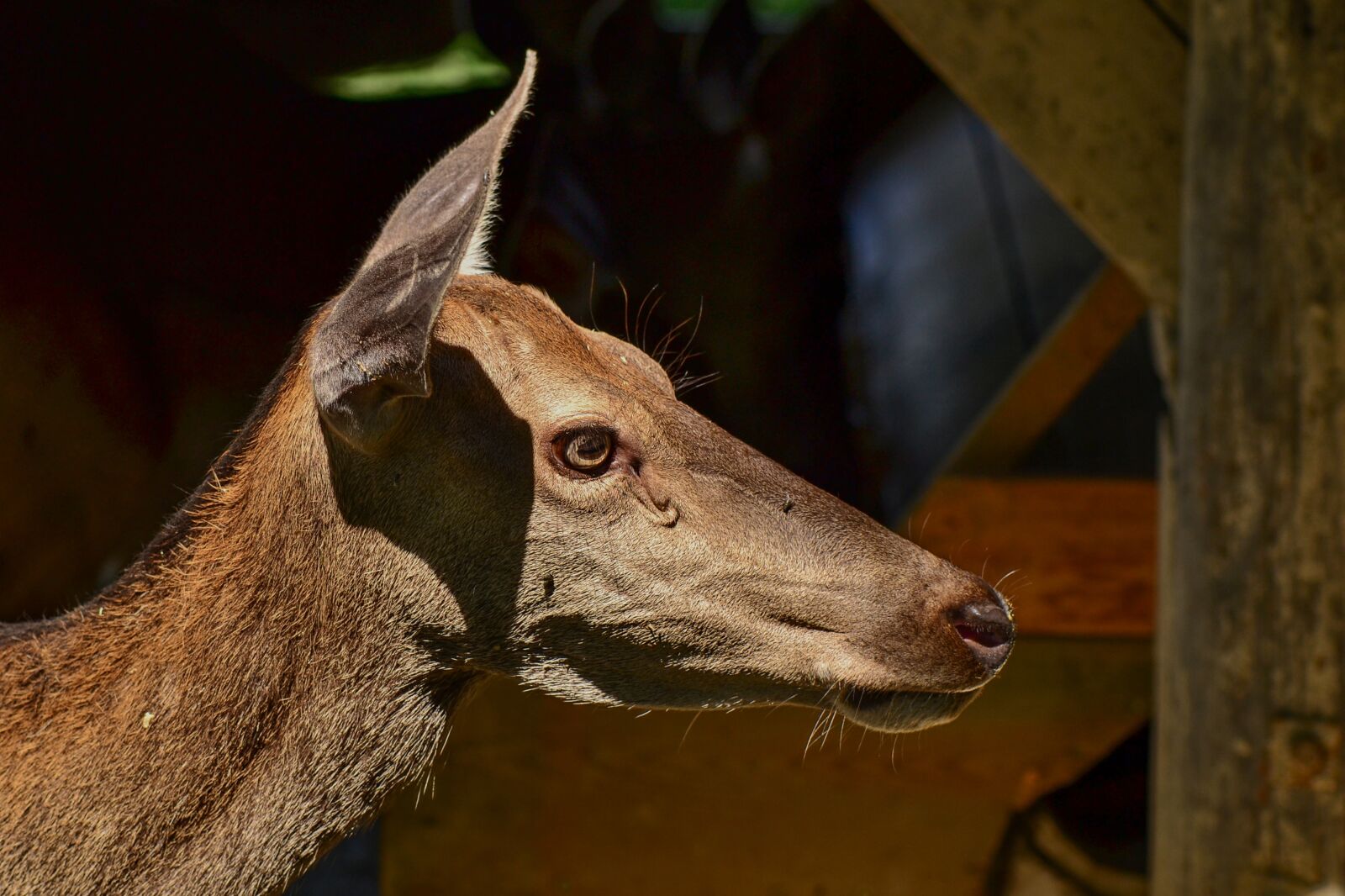 Nikon D3100 sample photo. Roe deer, head, wild photography