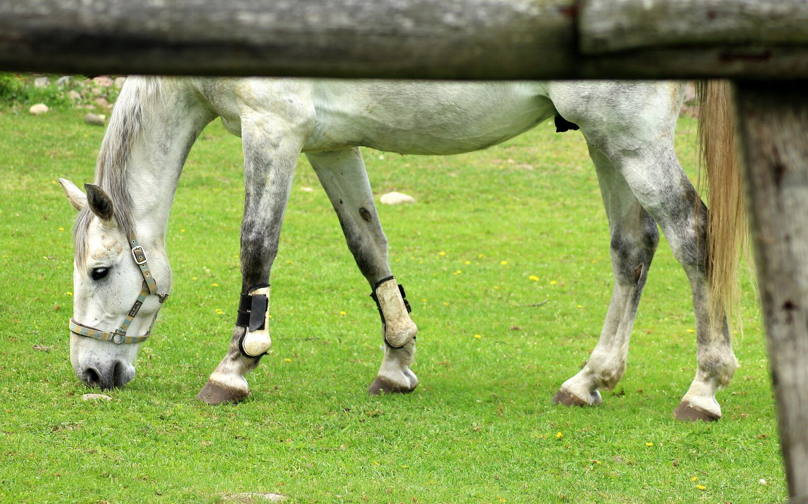Canon EOS 1200D (EOS Rebel T5 / EOS Kiss X70 / EOS Hi) sample photo. The horse, stud, animals photography