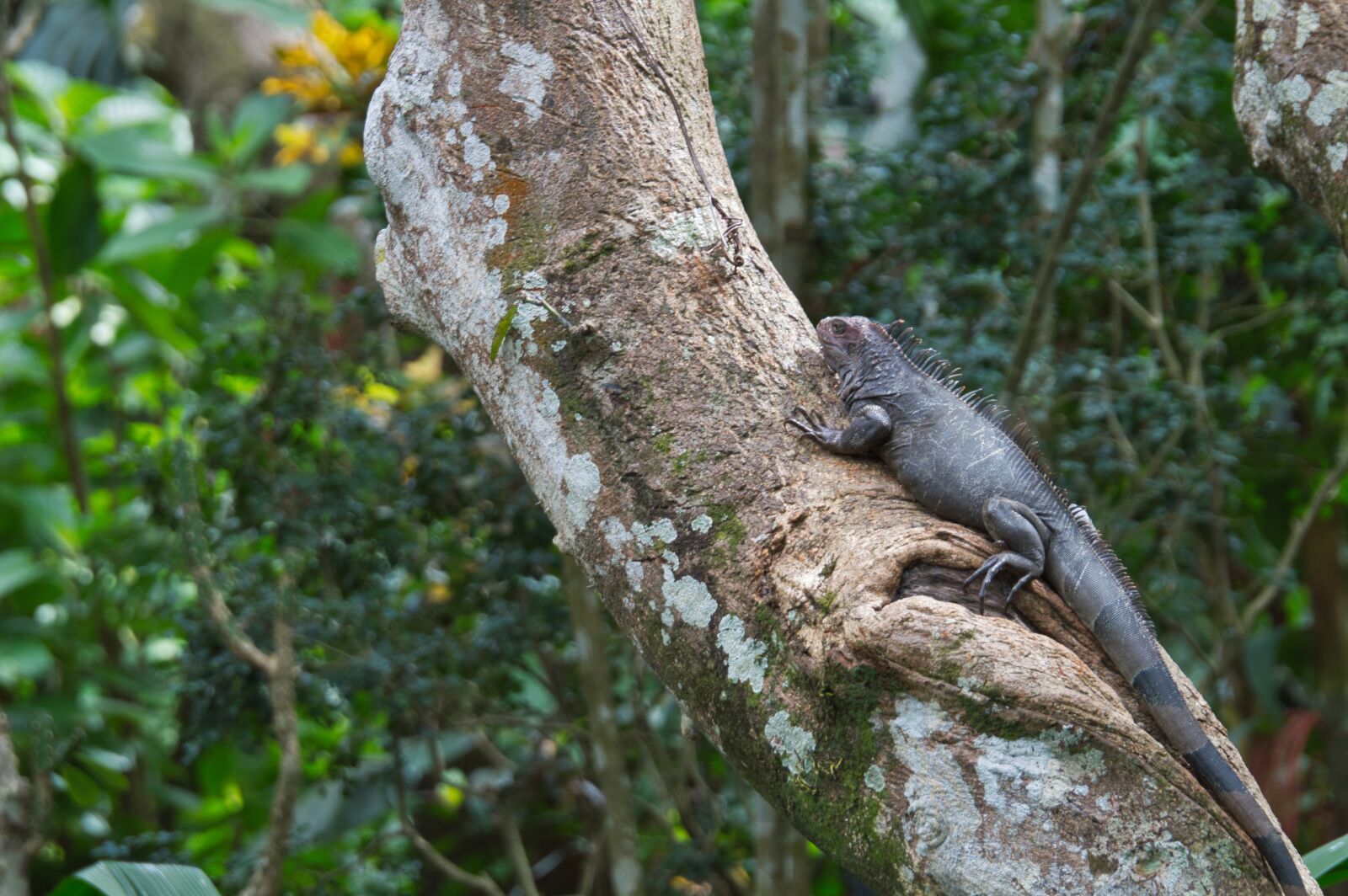 Nikon D3200 sample photo. Iguana, reptile, costa rica photography