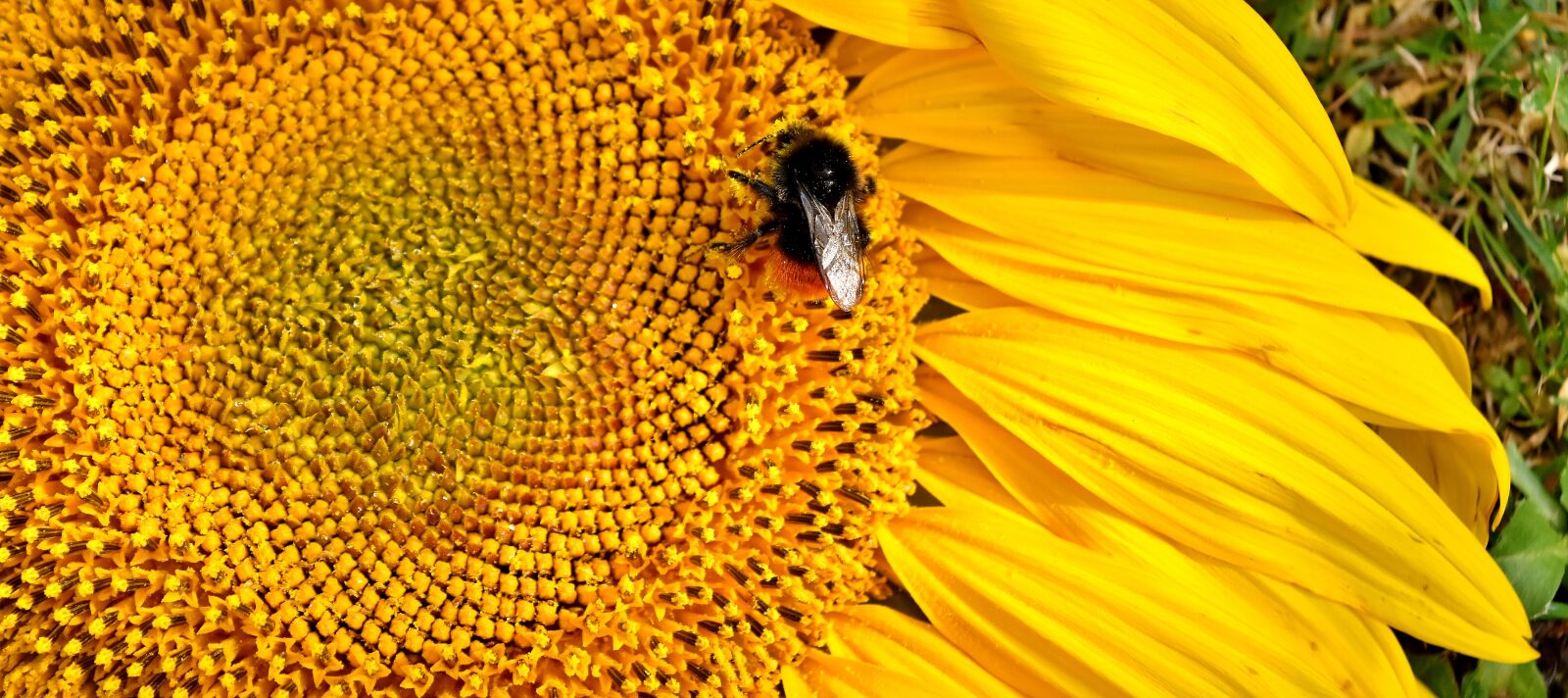 Nikon D7200 sample photo. Sunflower, hummel, summer photography