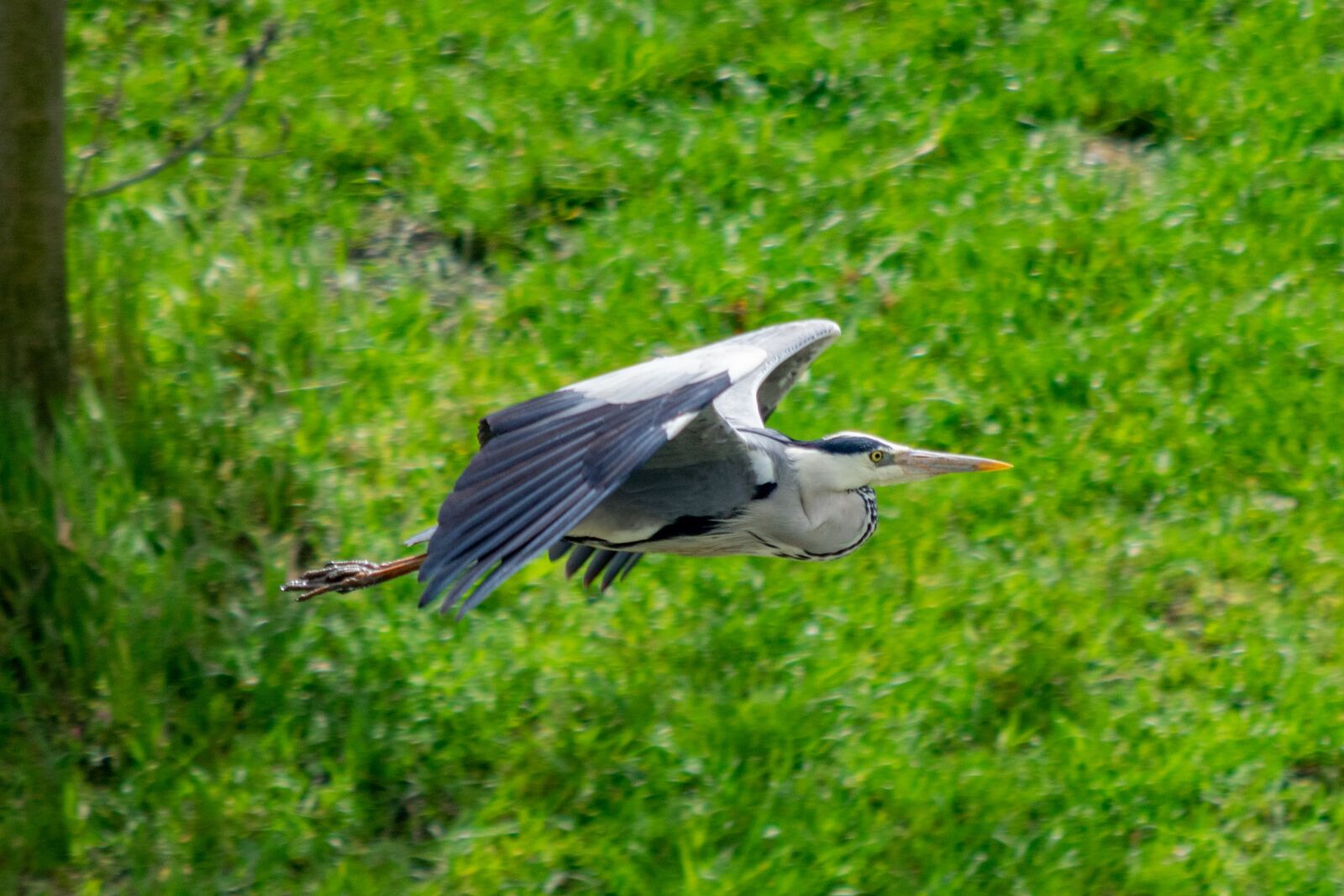 Nikon D3300 sample photo. Bird, fly, nature photography