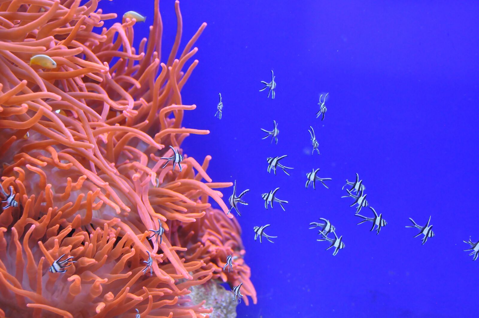 Nikon D90 sample photo. Fish, blue, underwater photography