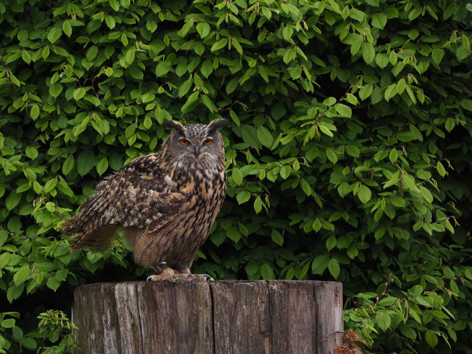 Olympus OM-D E-M10 sample photo. Eagle owl, owl, bird photography