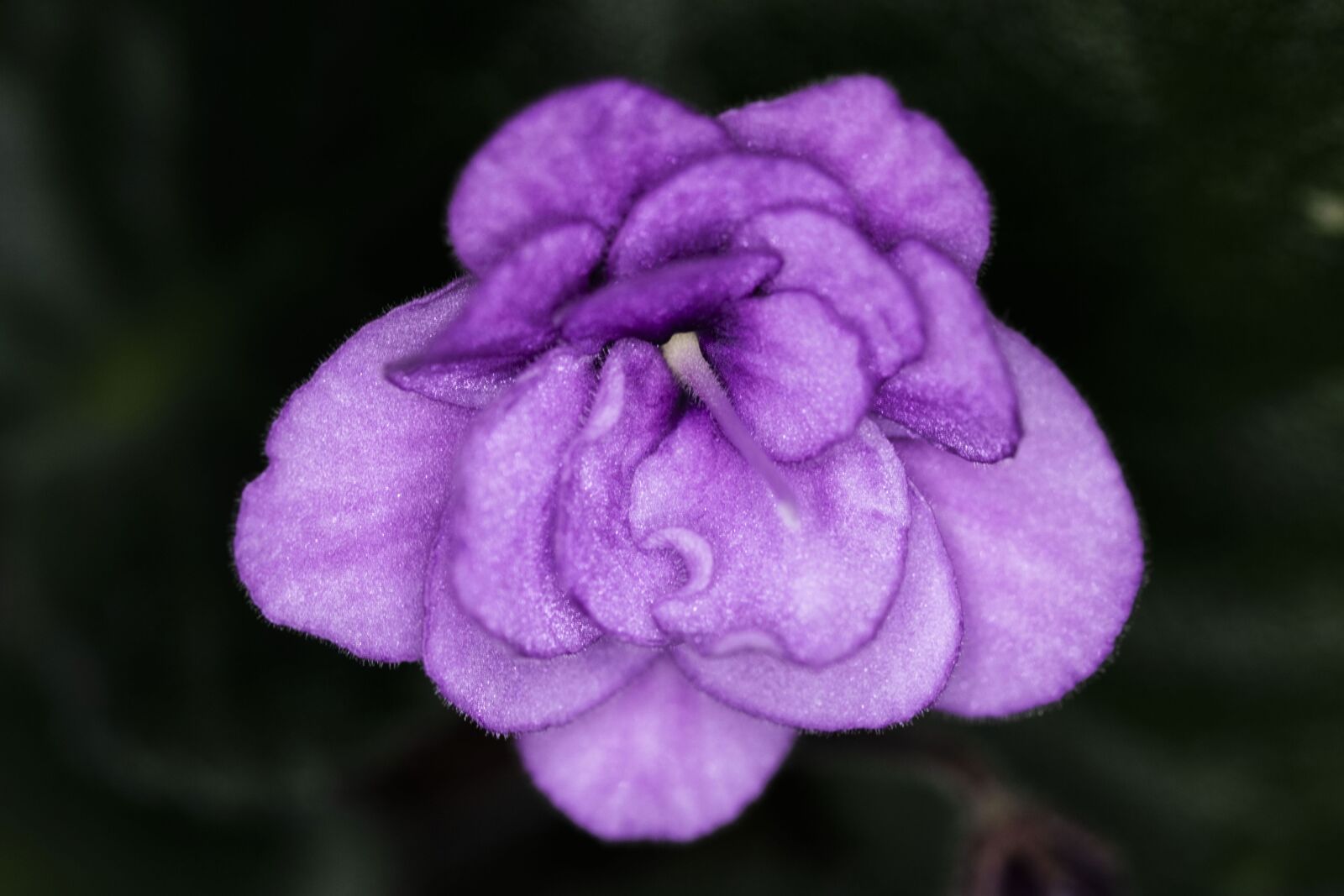 Nikon D5300 sample photo. Violet, room flower, flower photography