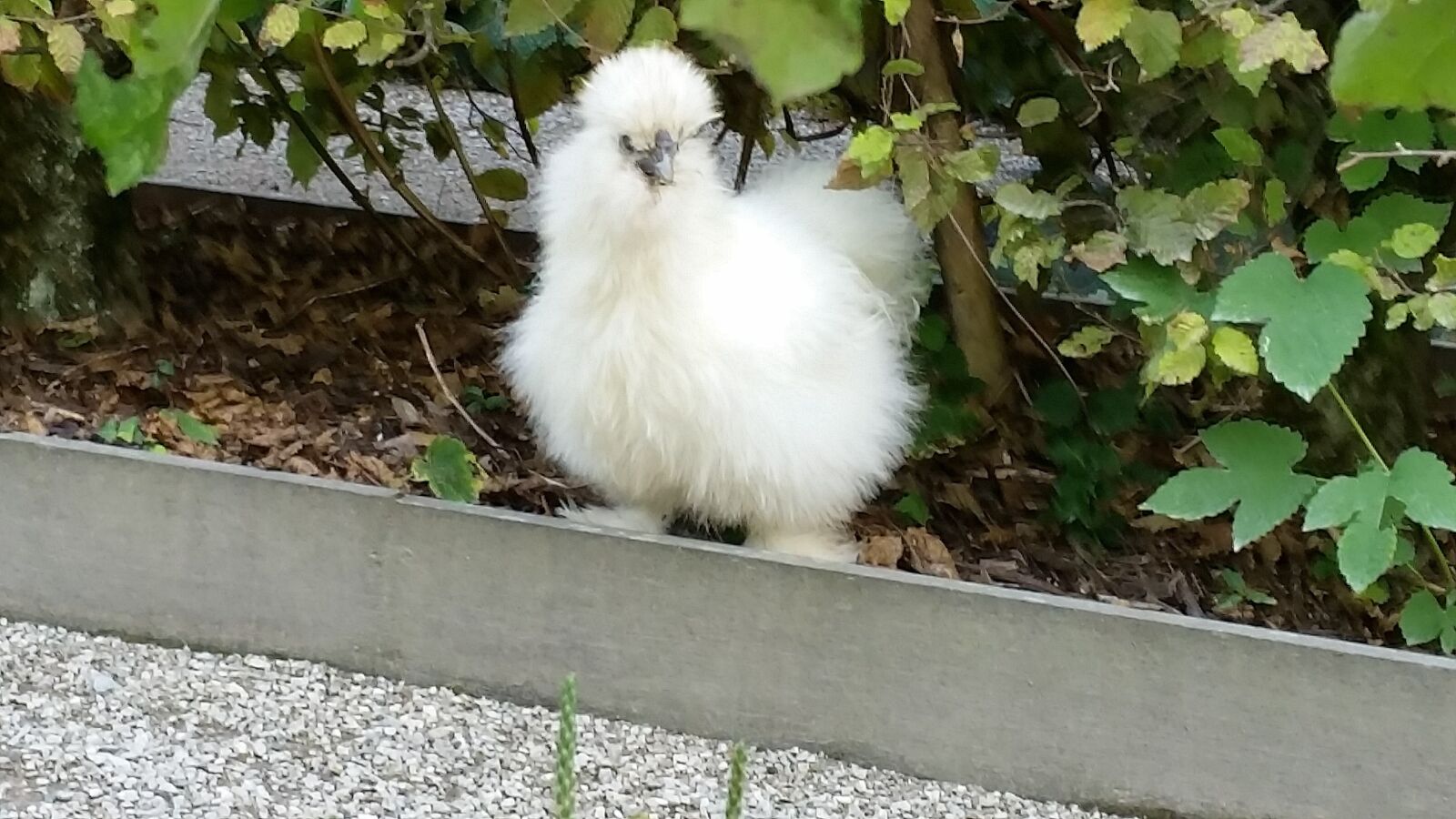 Samsung Galaxy S5 sample photo. White, chicken, poultry photography