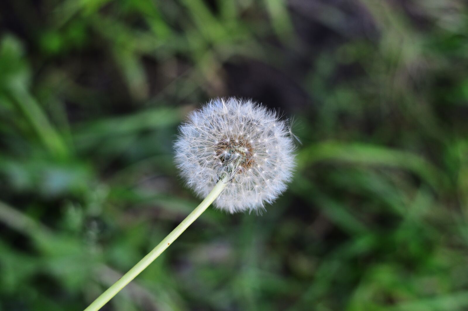 Nikon D3200 sample photo. Grass, macro, nature photography