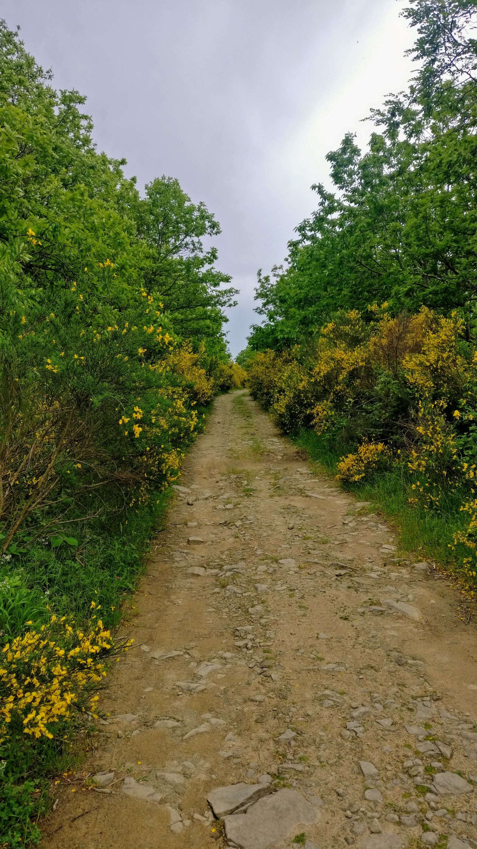OnePlus A3003 sample photo. Road, countryside, gorse photography