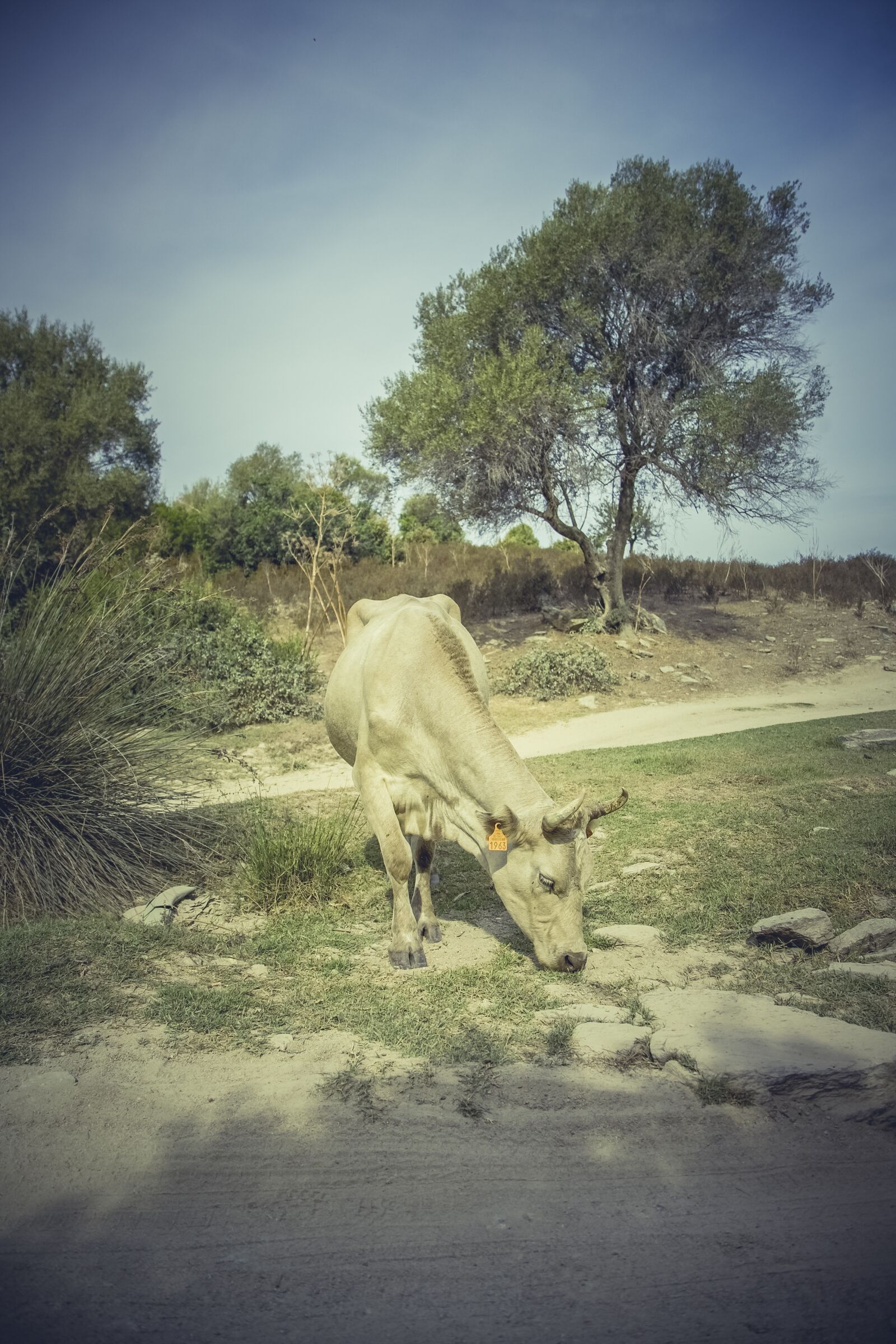 Canon EOS 5D sample photo. Cow, drink, water photography