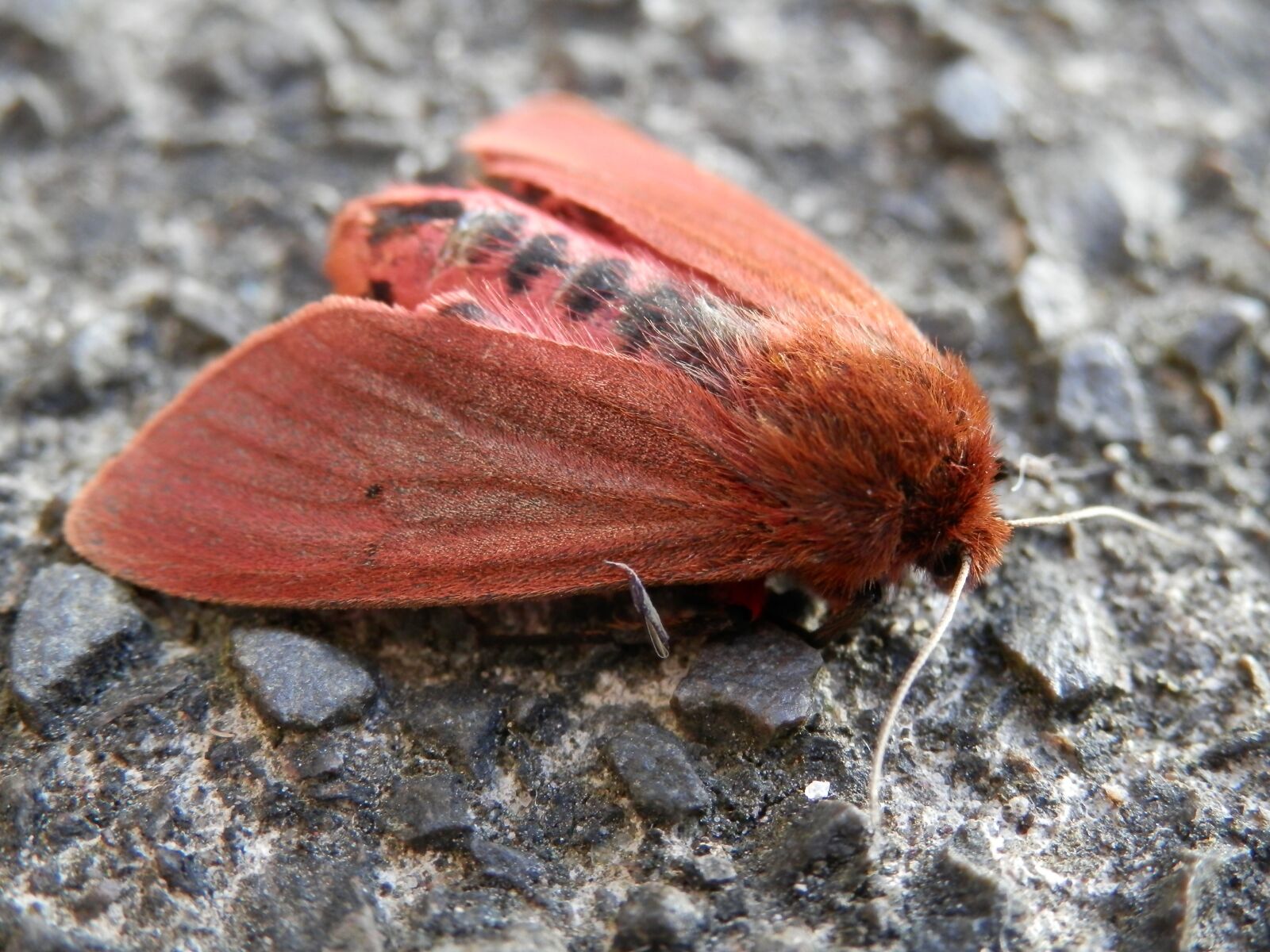 Olympus SZ-14 sample photo. Moth, red, insect photography