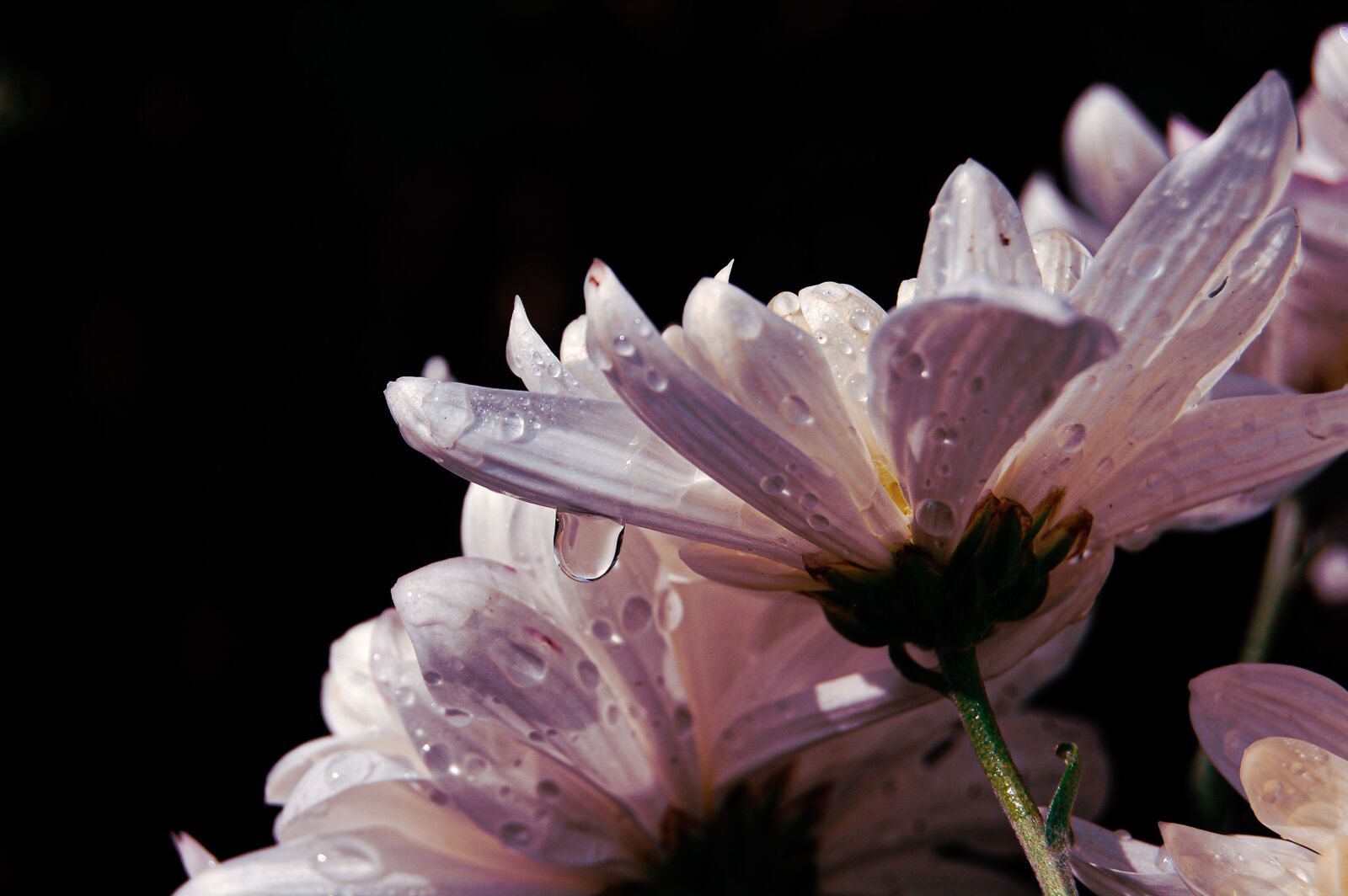 Nikon D40 sample photo. Water drops on flower photography