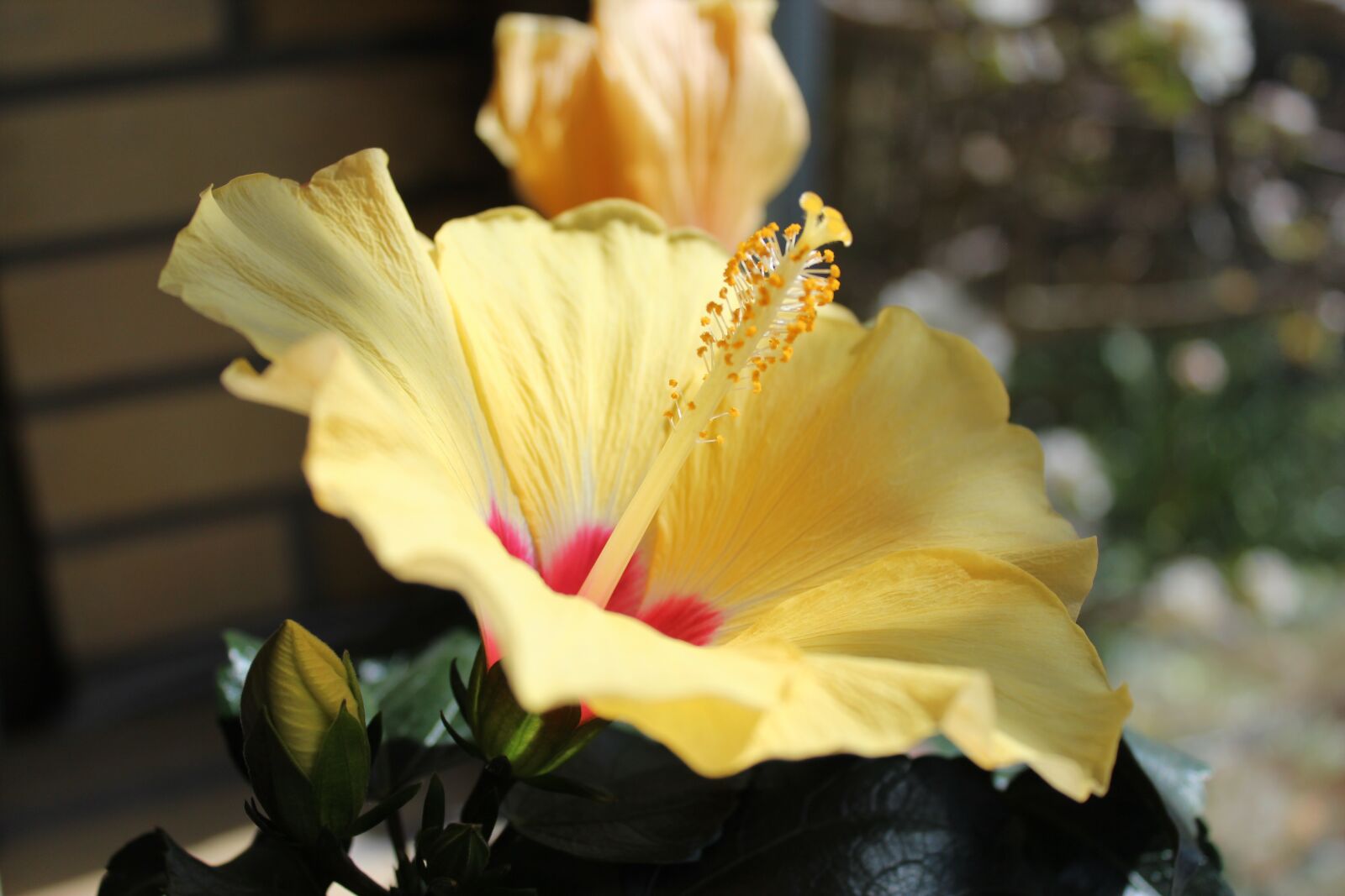 Canon EOS 600D (Rebel EOS T3i / EOS Kiss X5) sample photo. Hawaiiblomst, flower, yellow photography