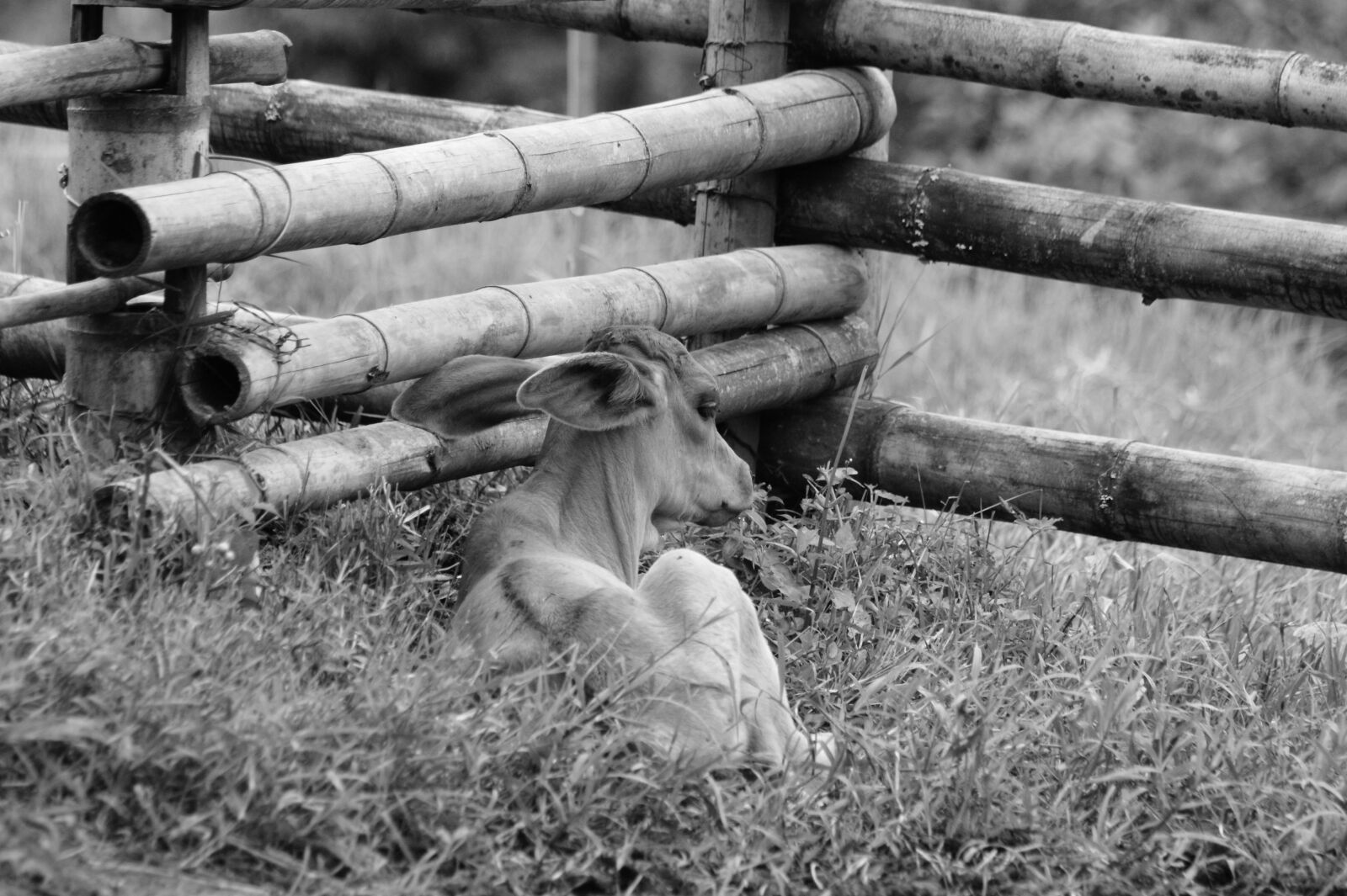 Sony Alpha DSLR-A390 sample photo. Fauna, ulloa, risaralda photography