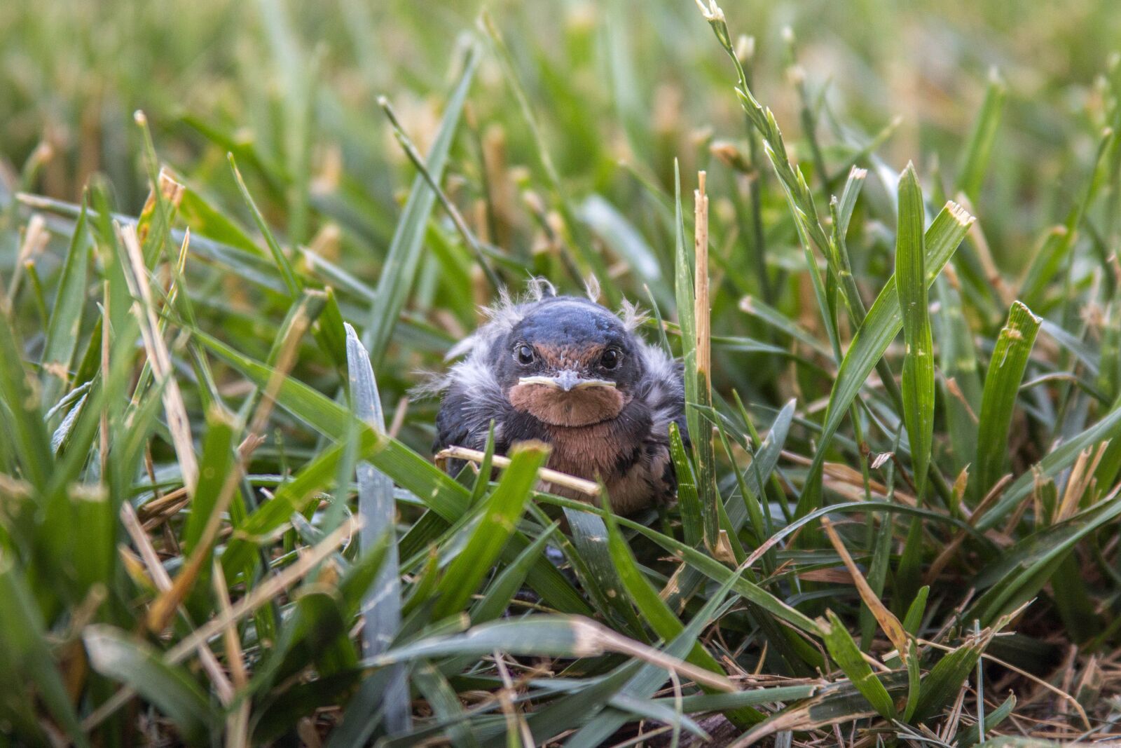 Canon EOS 60D + Canon EF 28-135mm F3.5-5.6 IS USM sample photo. Bird, baby, grass photography