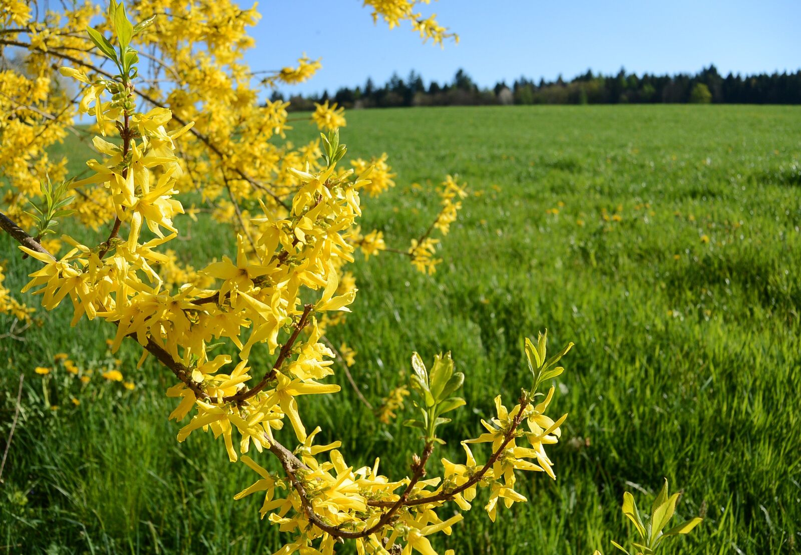 Nikon 1 S1 sample photo. Forsythia, bloom, yellow photography