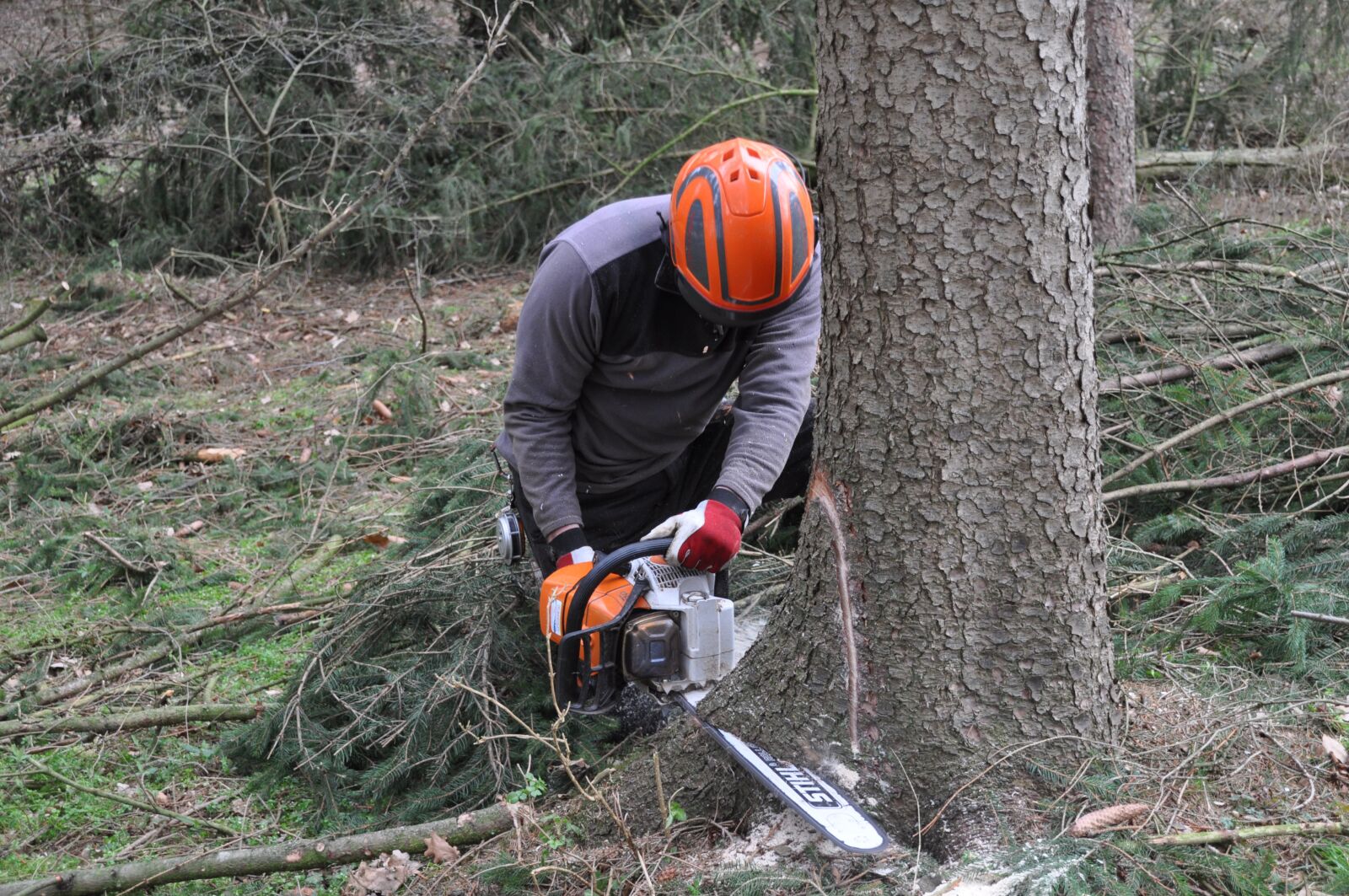 Nikon D5000 sample photo. Forestry, inventory, forestry work photography