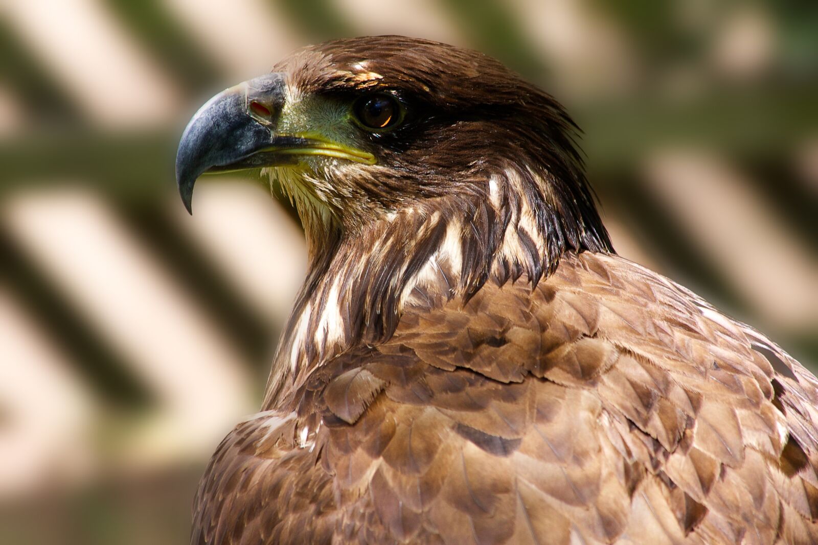 Canon EOS 40D sample photo. Eagle, head, wildlife photography