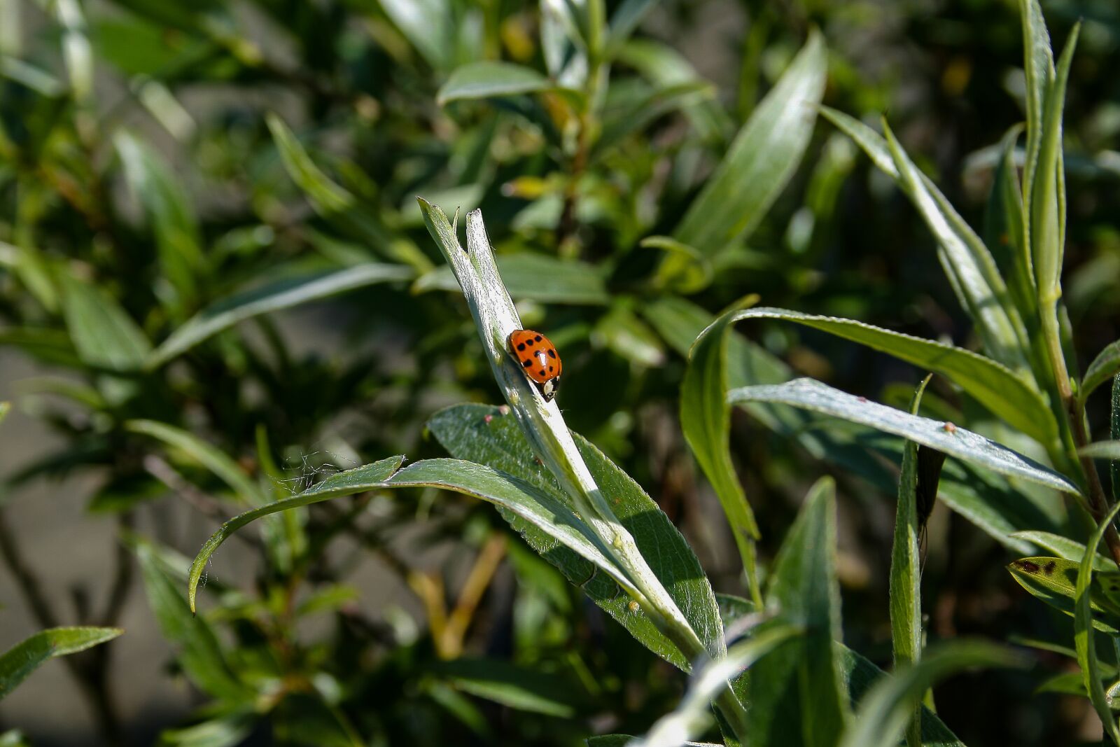 Canon EF-S 18-55mm F3.5-5.6 II sample photo. Ladybug, insect, nature photography