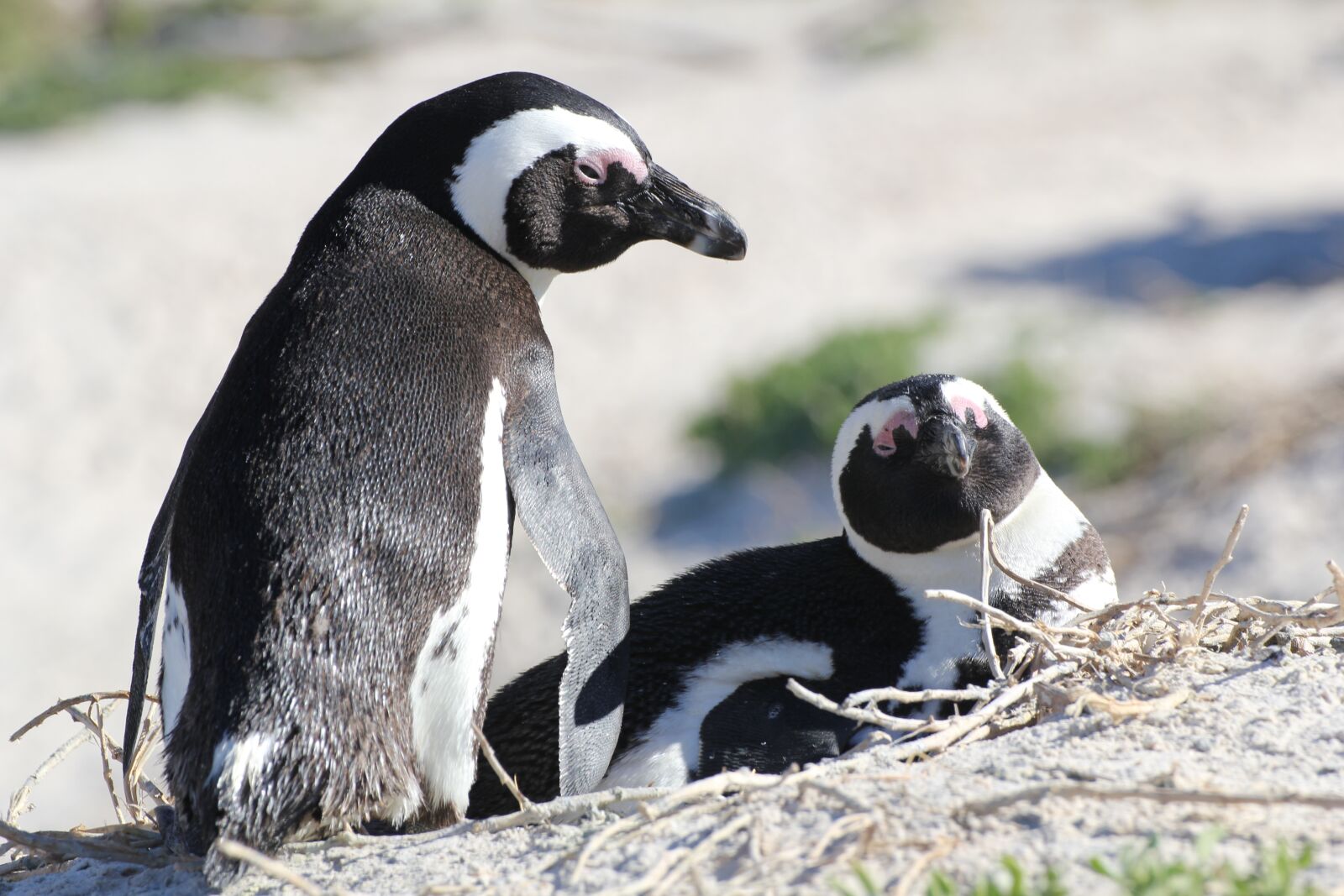 Canon EOS 60D sample photo. South africa, penguins, penguin photography