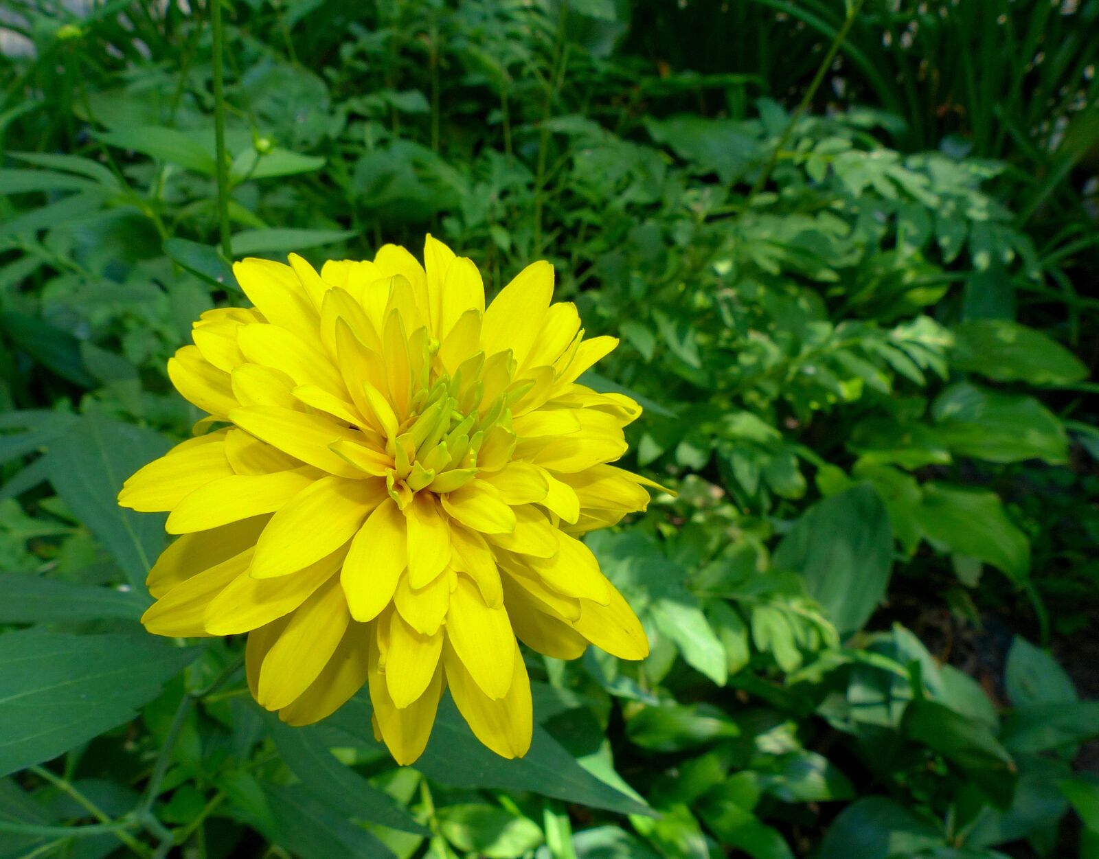 Panasonic Lumix DMC-FZ200 sample photo. A yellow flower, flower photography