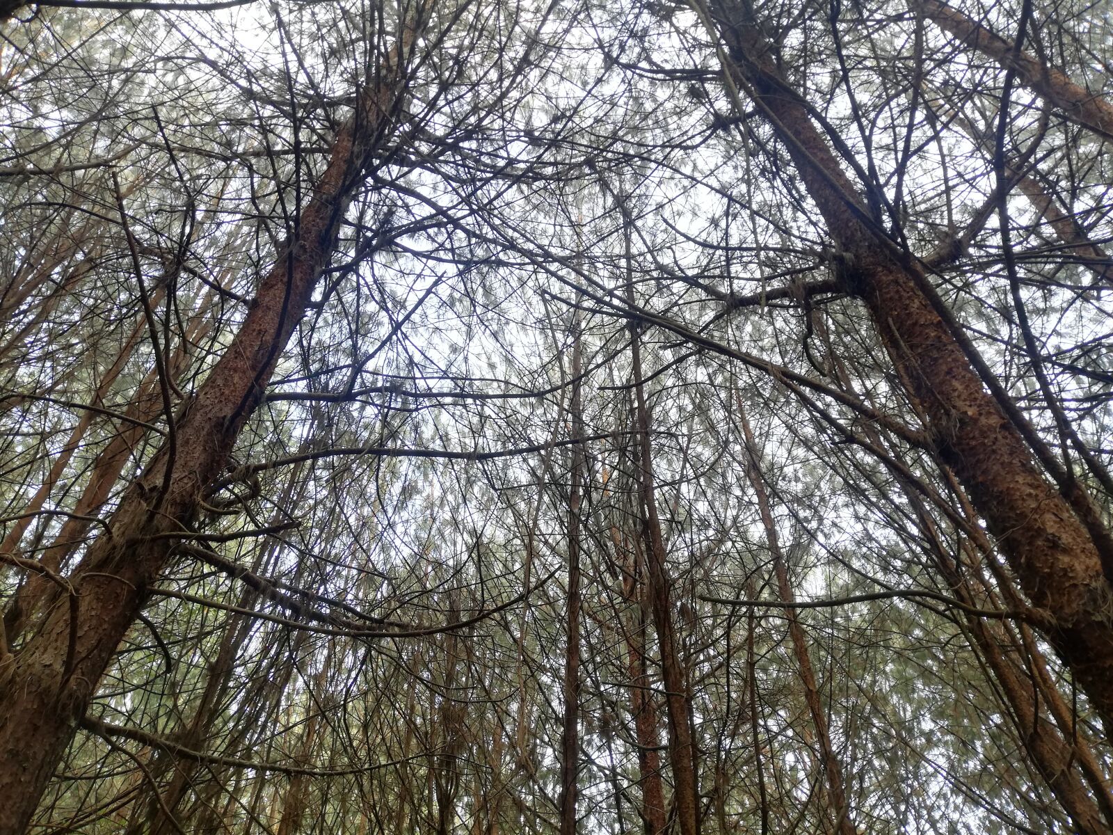 HUAWEI P20 lite sample photo. Forest, countryside, landscape photography