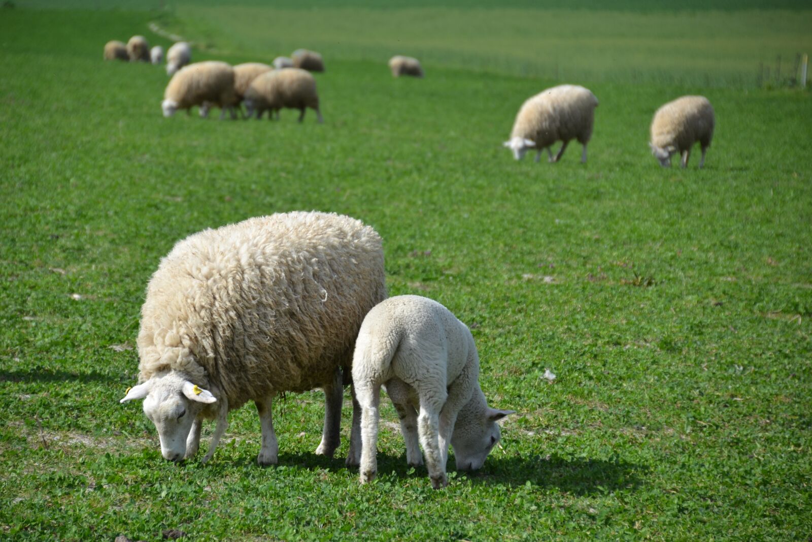 Nikon D3100 sample photo. Sheep, lamb, flock of photography