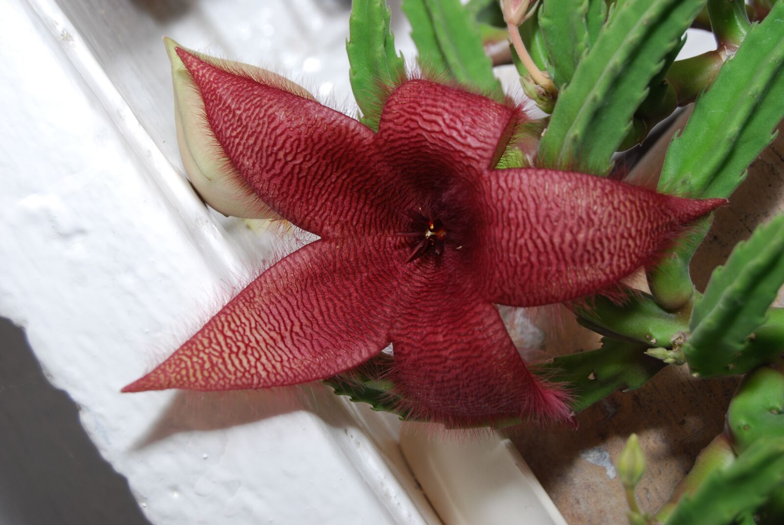 Nikon D40X sample photo. Cactus, color cactus, cactus photography