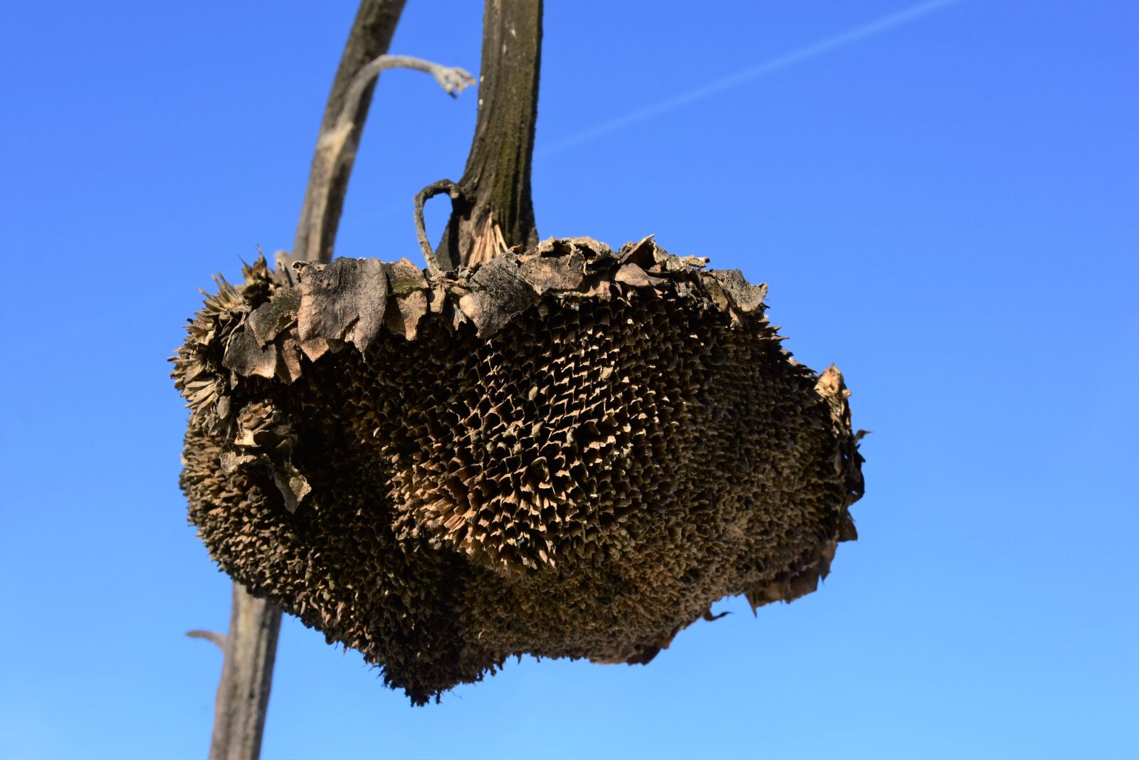 Nikon D7200 sample photo. Sunflower, dry, winter photography