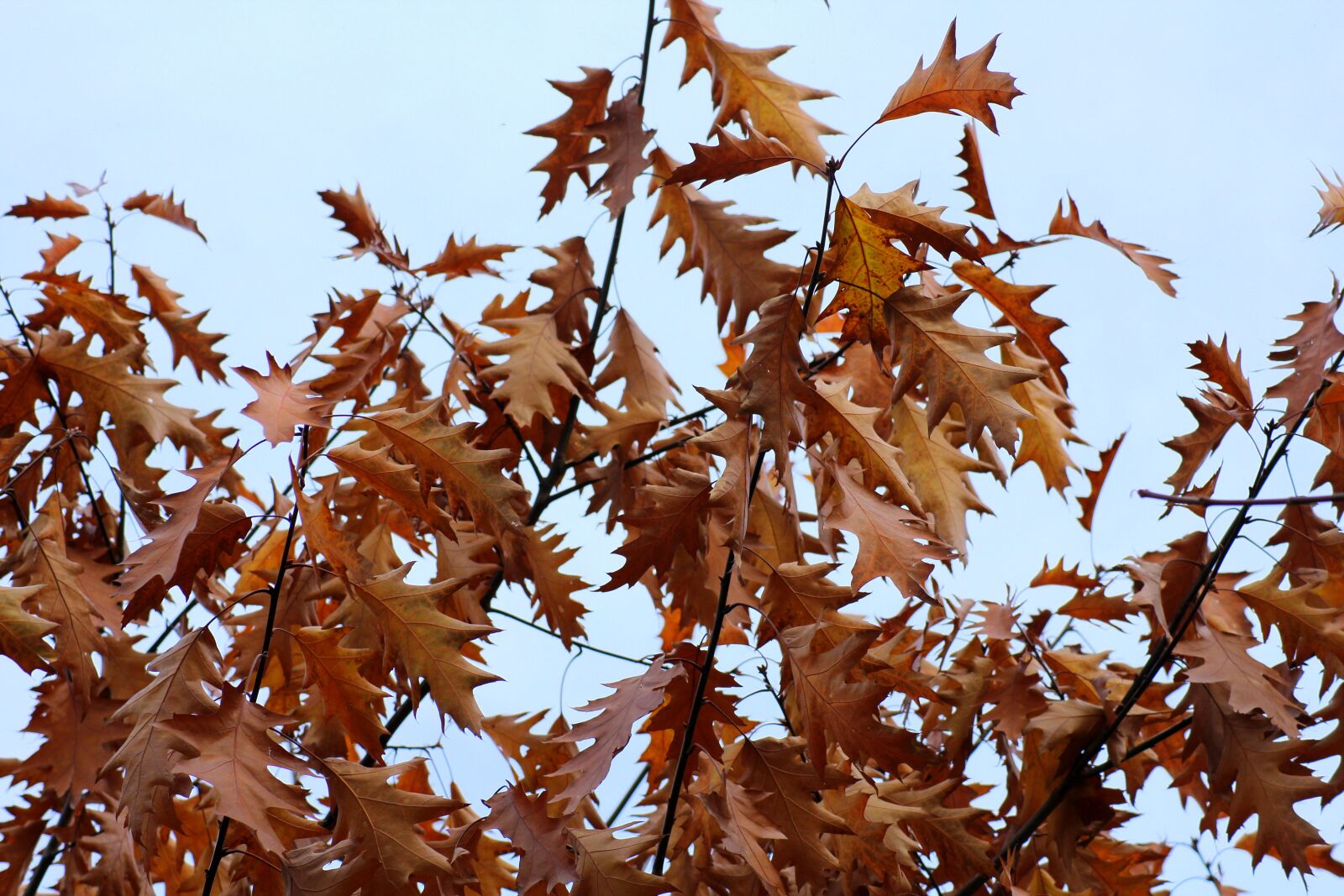 Canon EOS 1200D (EOS Rebel T5 / EOS Kiss X70 / EOS Hi) sample photo. Foliage, oak, in the photography