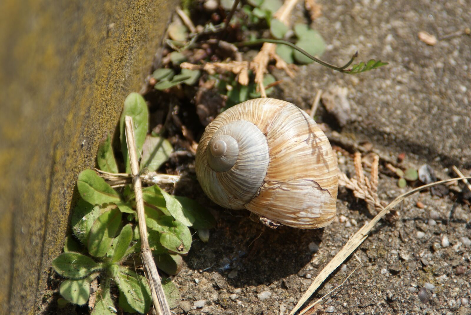 Sony Alpha DSLR-A200 sample photo. Snail, brown, nature photography