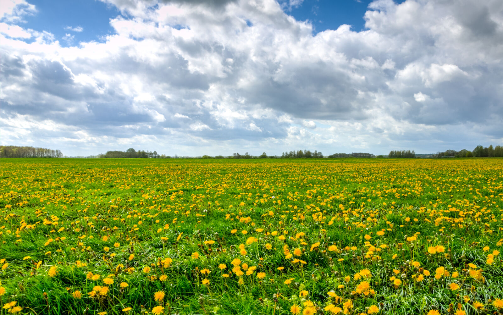 Nikon D7000 sample photo. Beautiful, bloom, blossom, clouds photography