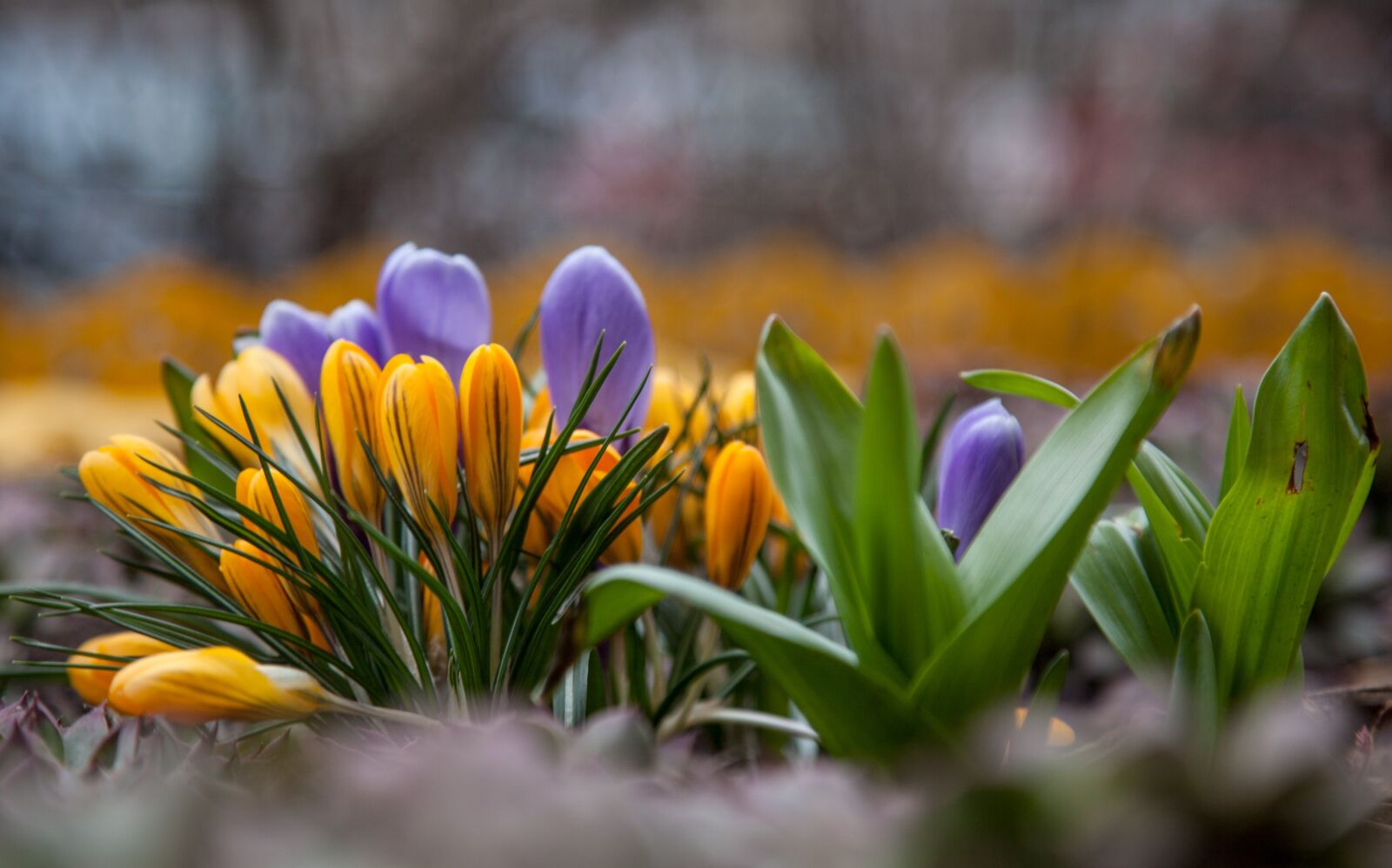 Canon EOS 5D Mark II + Canon EF 24-105mm F4L IS USM sample photo. Flowers, crocuses, spring photography