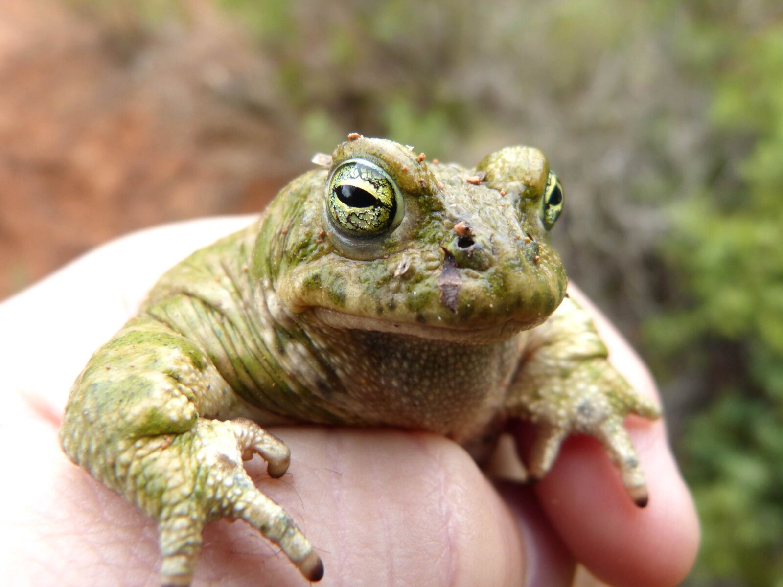 Panasonic DMC-FZ62 sample photo. Toad, trapped, hand photography