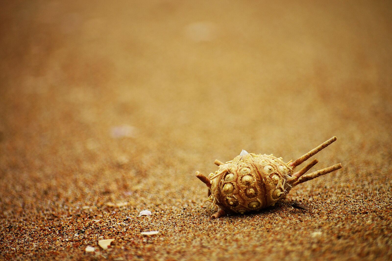 Nikon D3100 sample photo. Curly, sea, beach photography