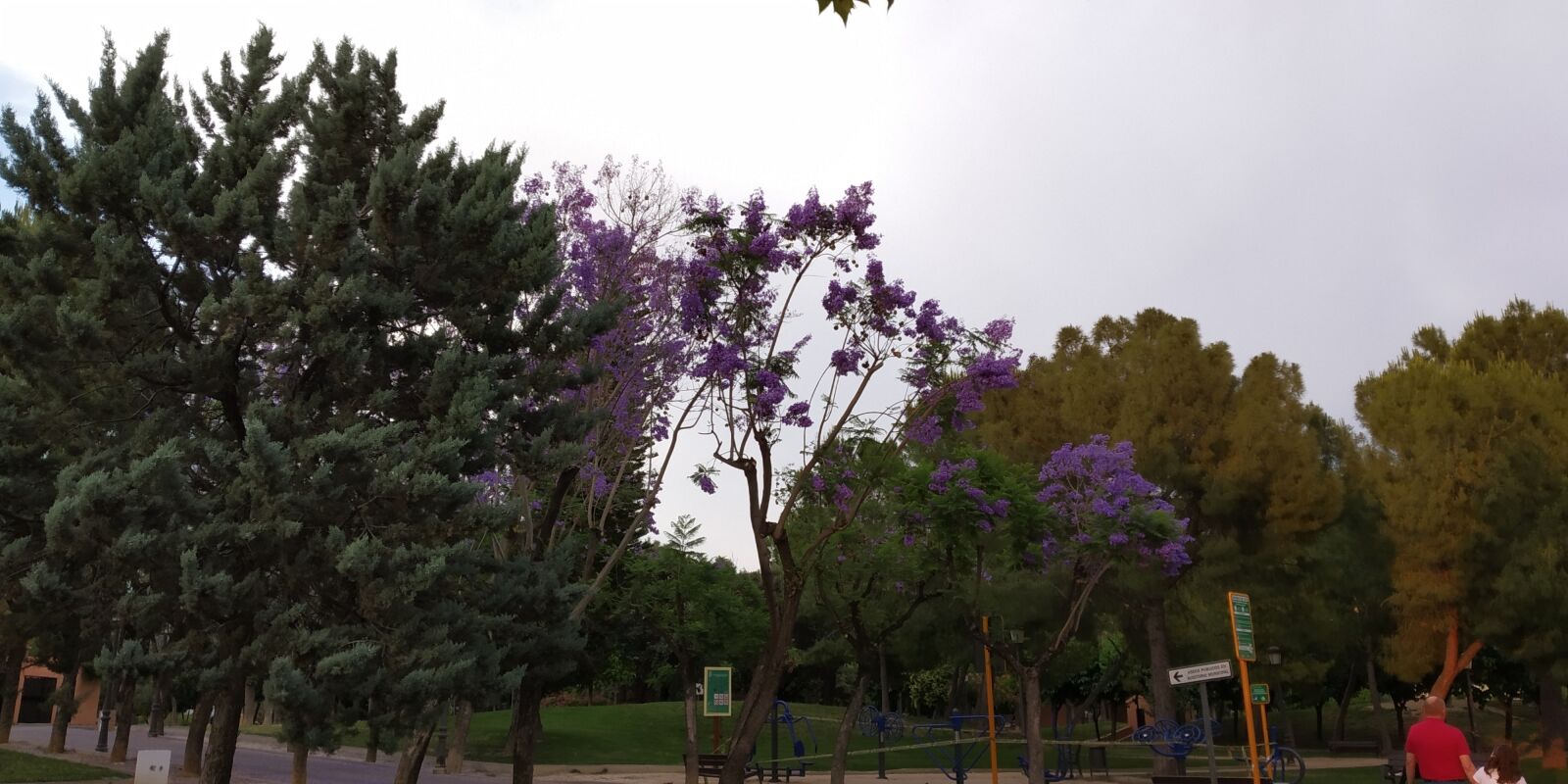 Xiaomi Redmi S2 sample photo. Nature, trees, natur photography