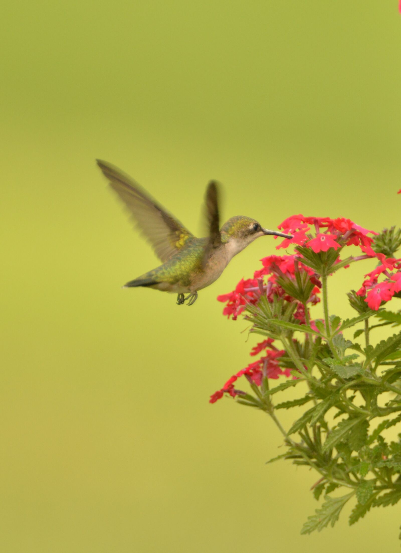 Nikon D800 sample photo. Hummingbird, bird fly, flower photography