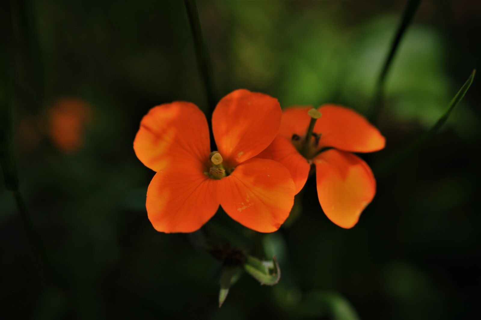 Canon EF-S 35mm F2.8 Macro IS STM sample photo. Erysimum capitatum, organge, blossom photography