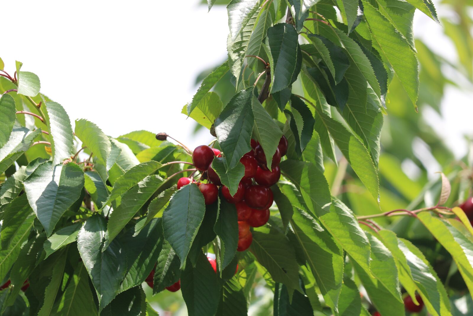 Canon EOS 750D (EOS Rebel T6i / EOS Kiss X8i) sample photo. Cherry, leaves, green photography