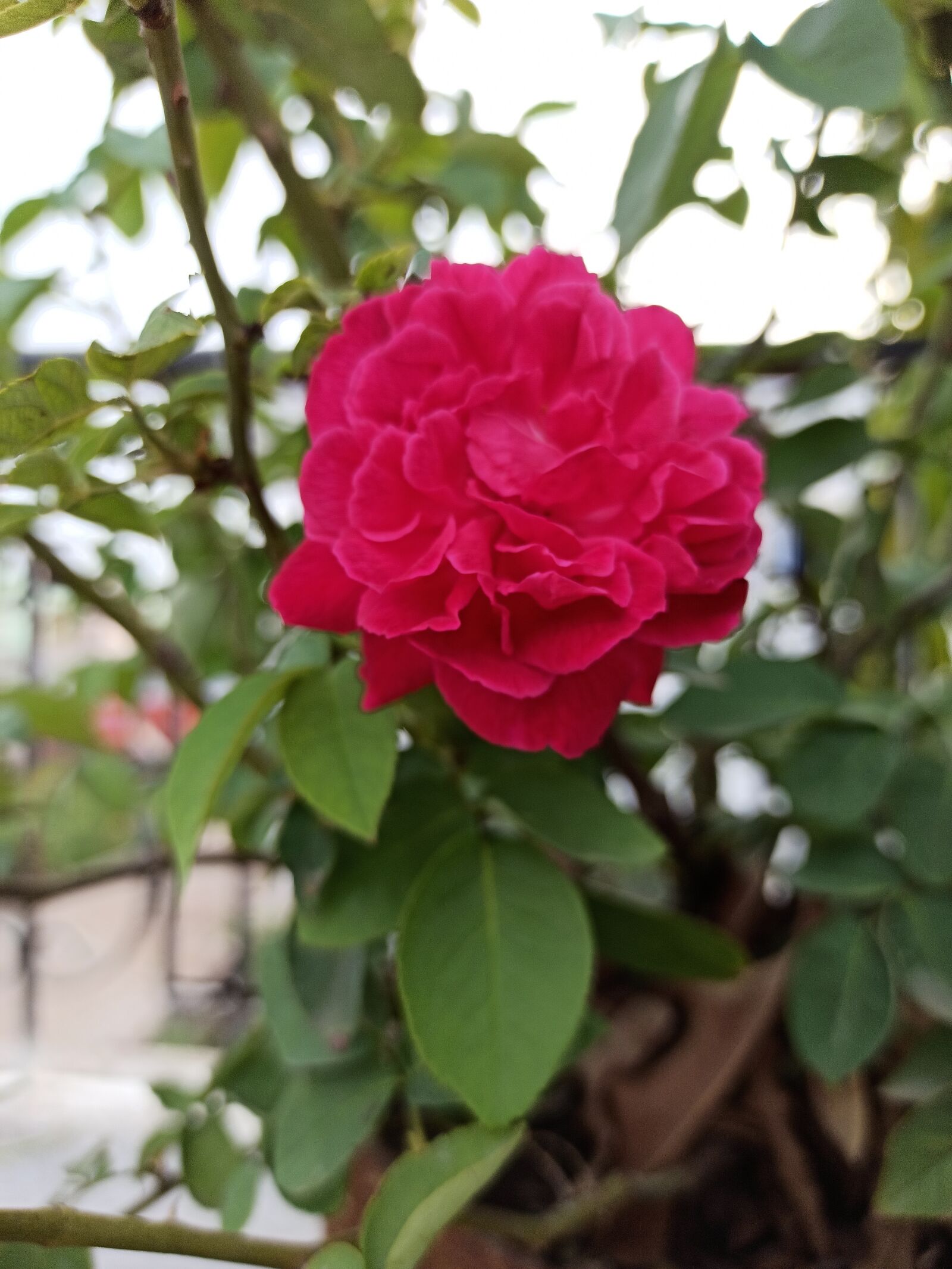 Xiaomi Redmi Note 8 Pro sample photo. Rose, flower, red photography