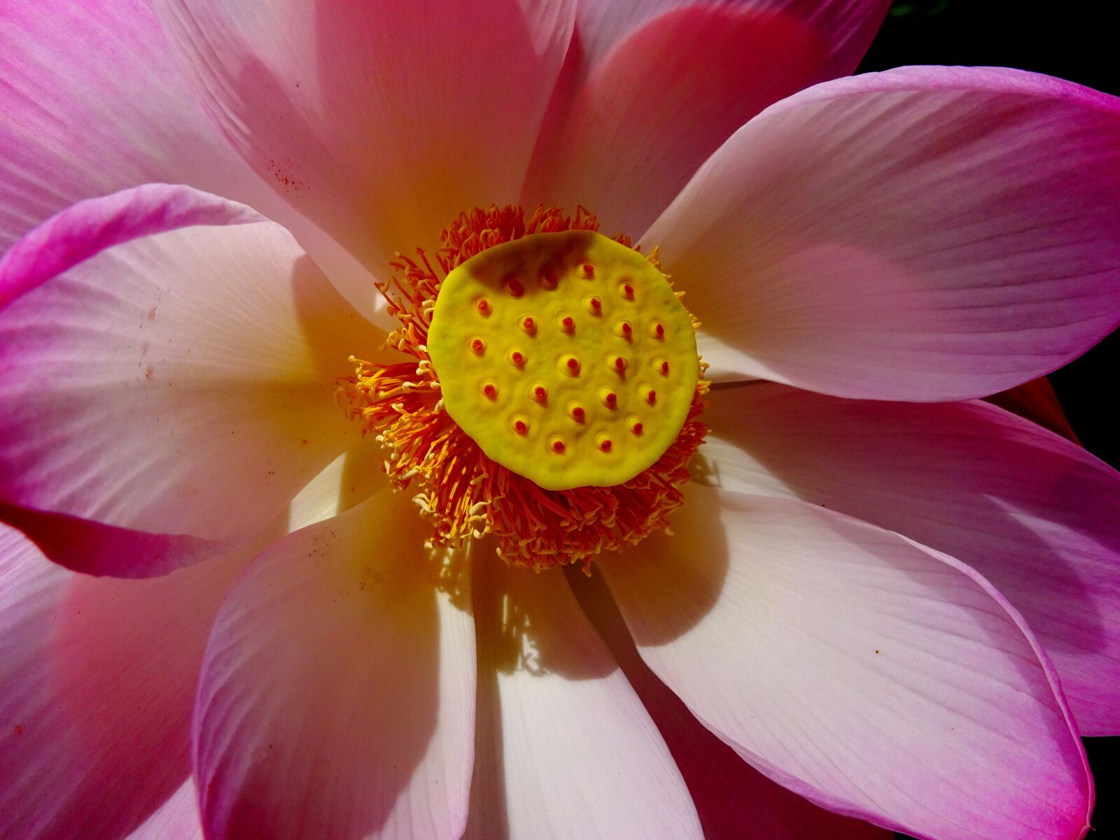Sony Cyber-shot DSC-WX350 sample photo. Lotus flower, flower, plant photography